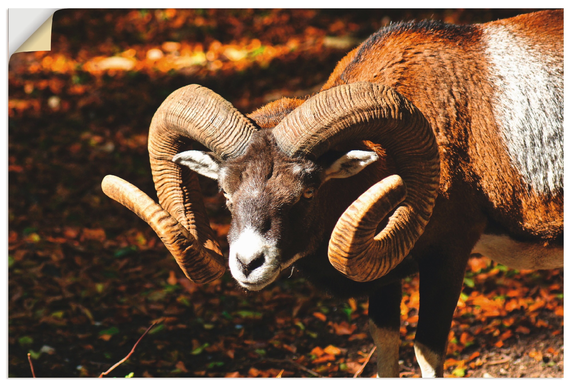 Image of Artland Wandbild »Mufflon«, Wildtiere, (1 St.), in vielen Grössen & Produktarten - Alubild / Outdoorbild für den Aussenbereich, Leinwandbild, Poster, Wandaufkleber / Wandtattoo auch für Badezimmer geeignet bei Ackermann Versand Schweiz
