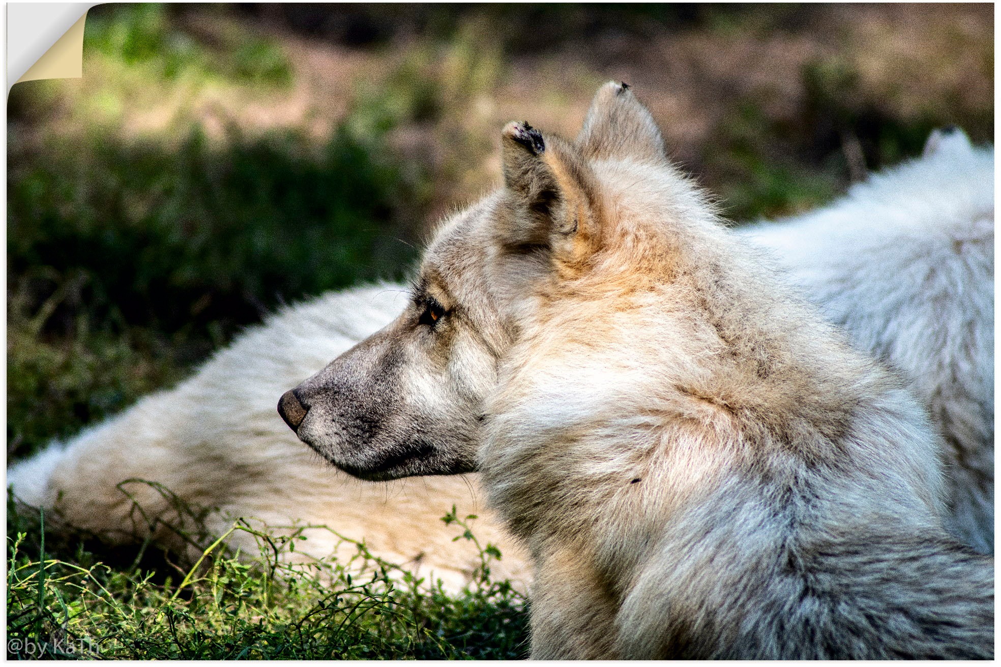 Image of Artland Wandbild »Blick in die Ferne«, Wolfbilder, (1 St.), in vielen Grössen & Produktarten - Alubild / Outdoorbild für den Aussenbereich, Leinwandbild, Poster, Wandaufkleber / Wandtattoo auch für Badezimmer geeignet bei Ackermann Versand Schweiz