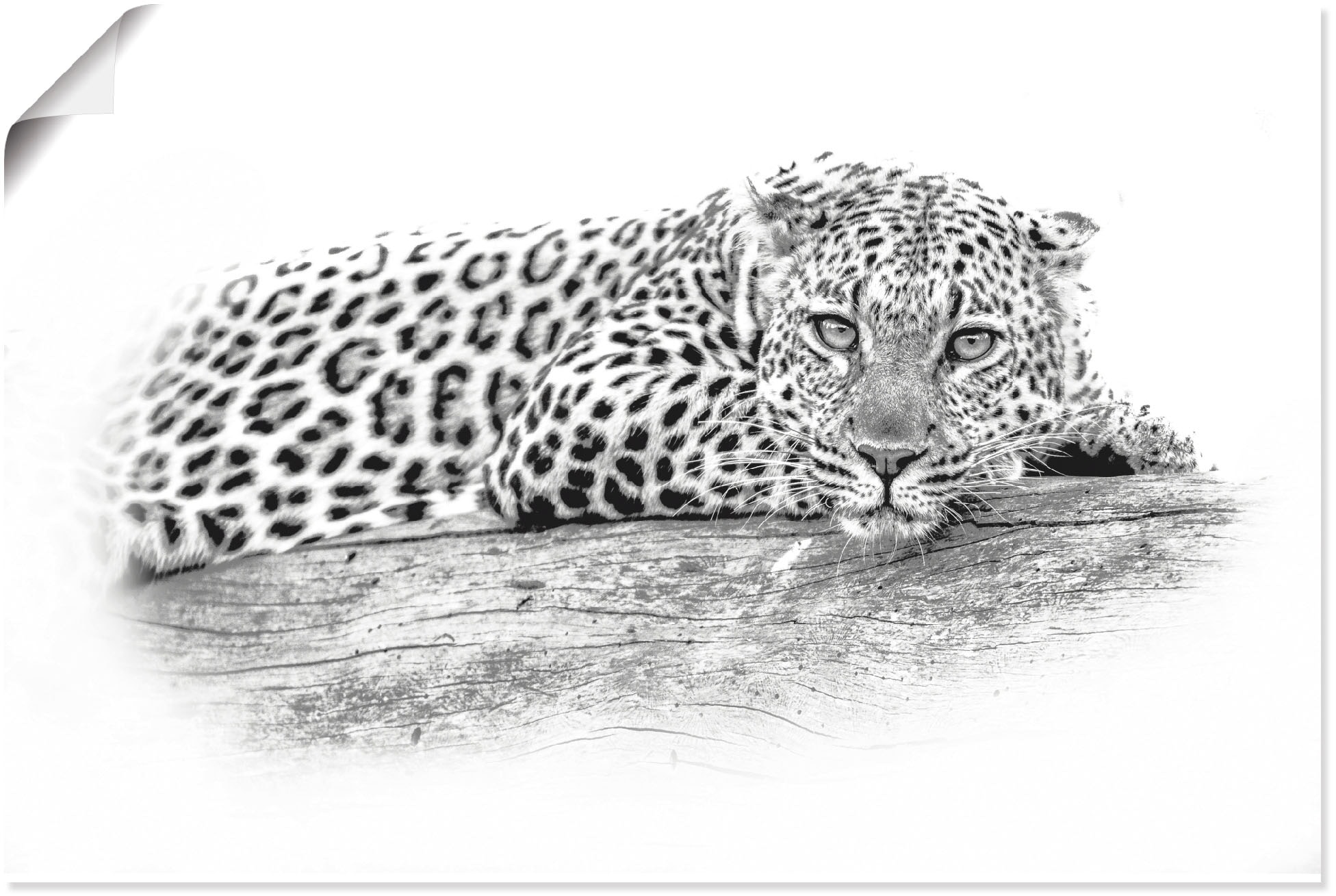Wandbild versch. Wandaufkleber Poster High Optik«, in Alubild, Grössen als Wildtiere, Key »Leopard oder St.), Artland Leinwandbild, kaufen (1