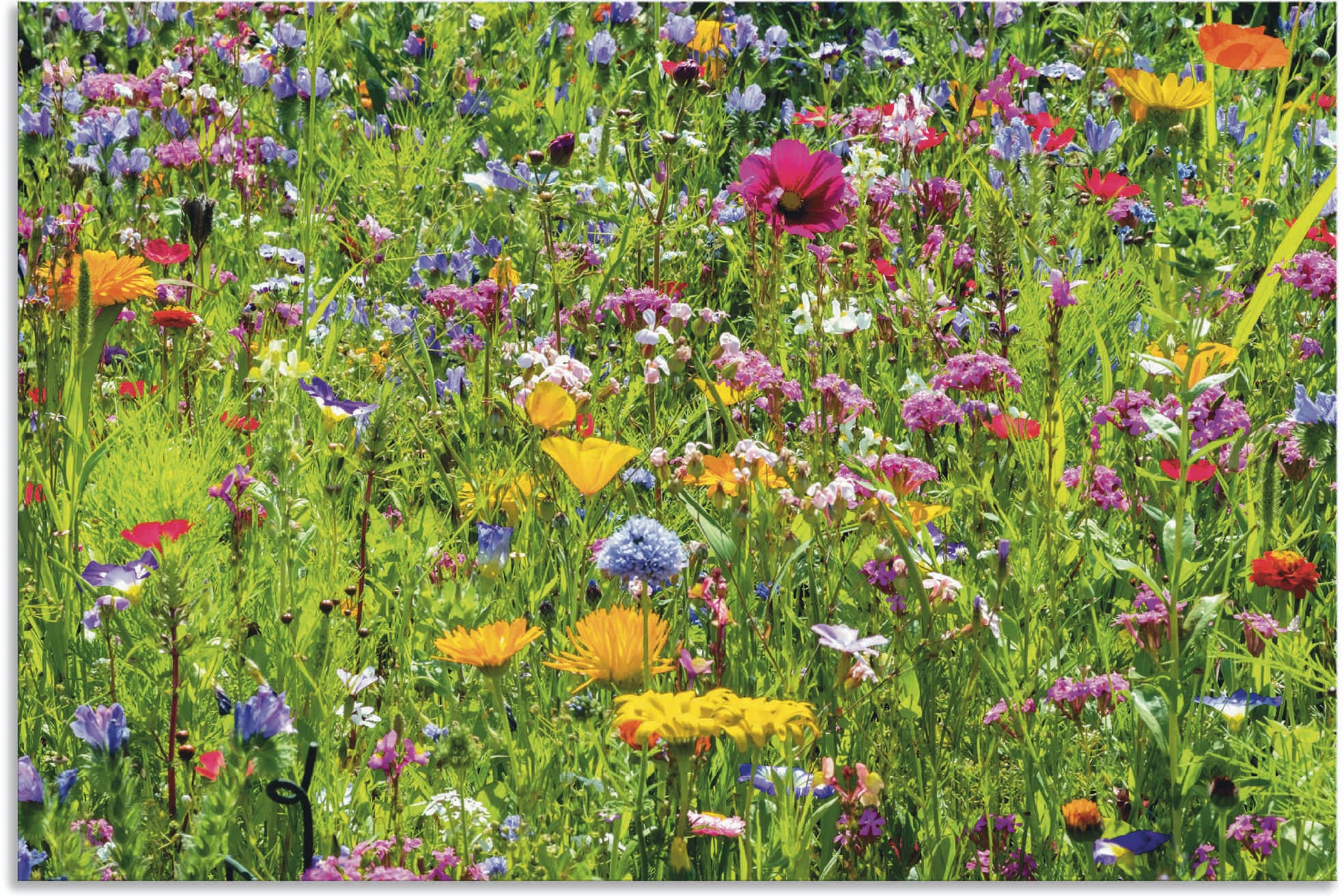 Artland Wandbild »Bunte Blumenwiese« Blumenwiese 1 Stk. tlg. für Innen- und Aussenbereich geeignet, Outdoorbild
