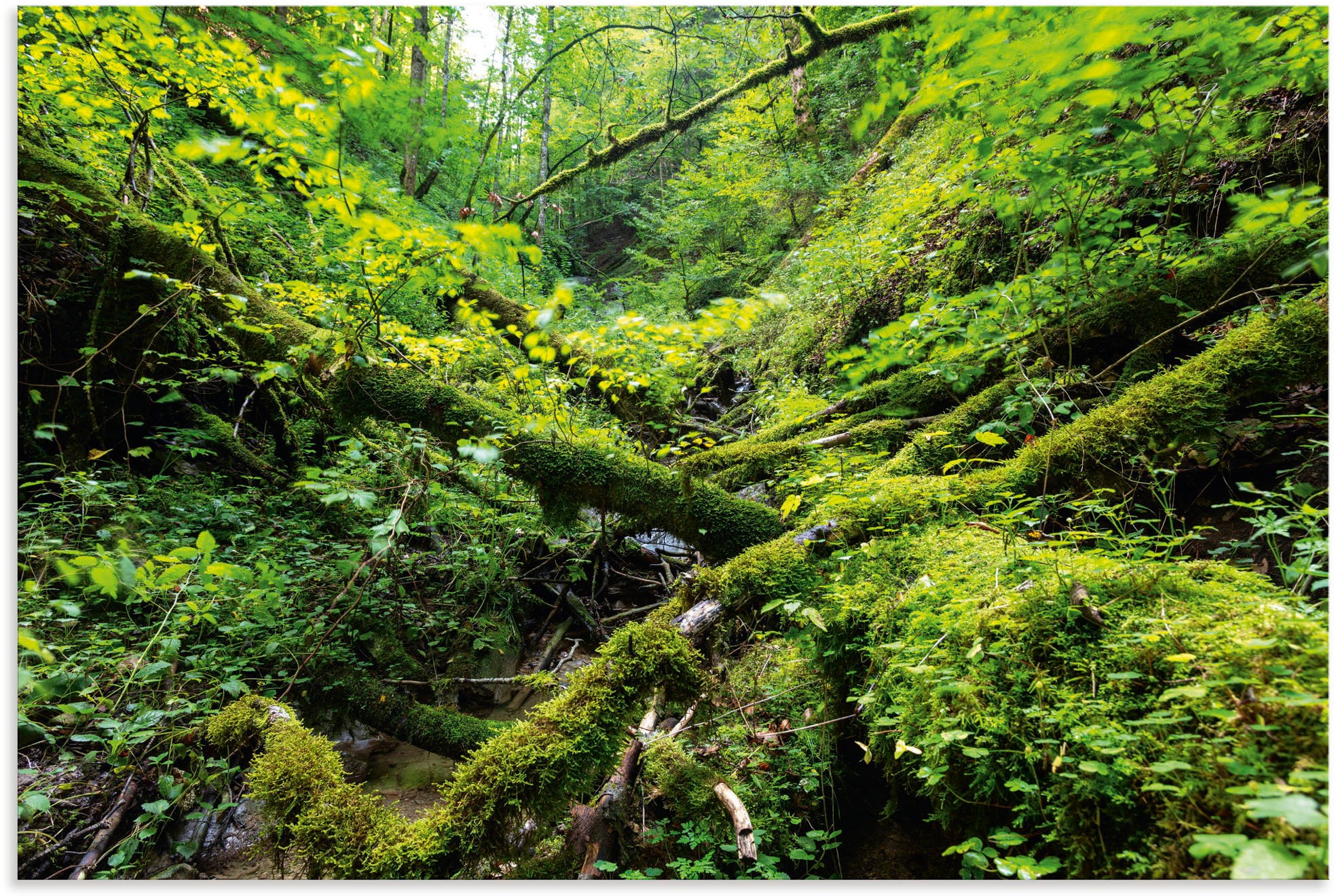 Image of Artland Wandbild »Moosbedecktes Totholz Schwarzwald«, Waldbilder, (1 St.), in vielen Grössen & Produktarten - Alubild / Outdoorbild für den Aussenbereich, Leinwandbild, Poster, Wandaufkleber / Wandtattoo auch für Badezimmer geeignet bei Ackermann Versand 