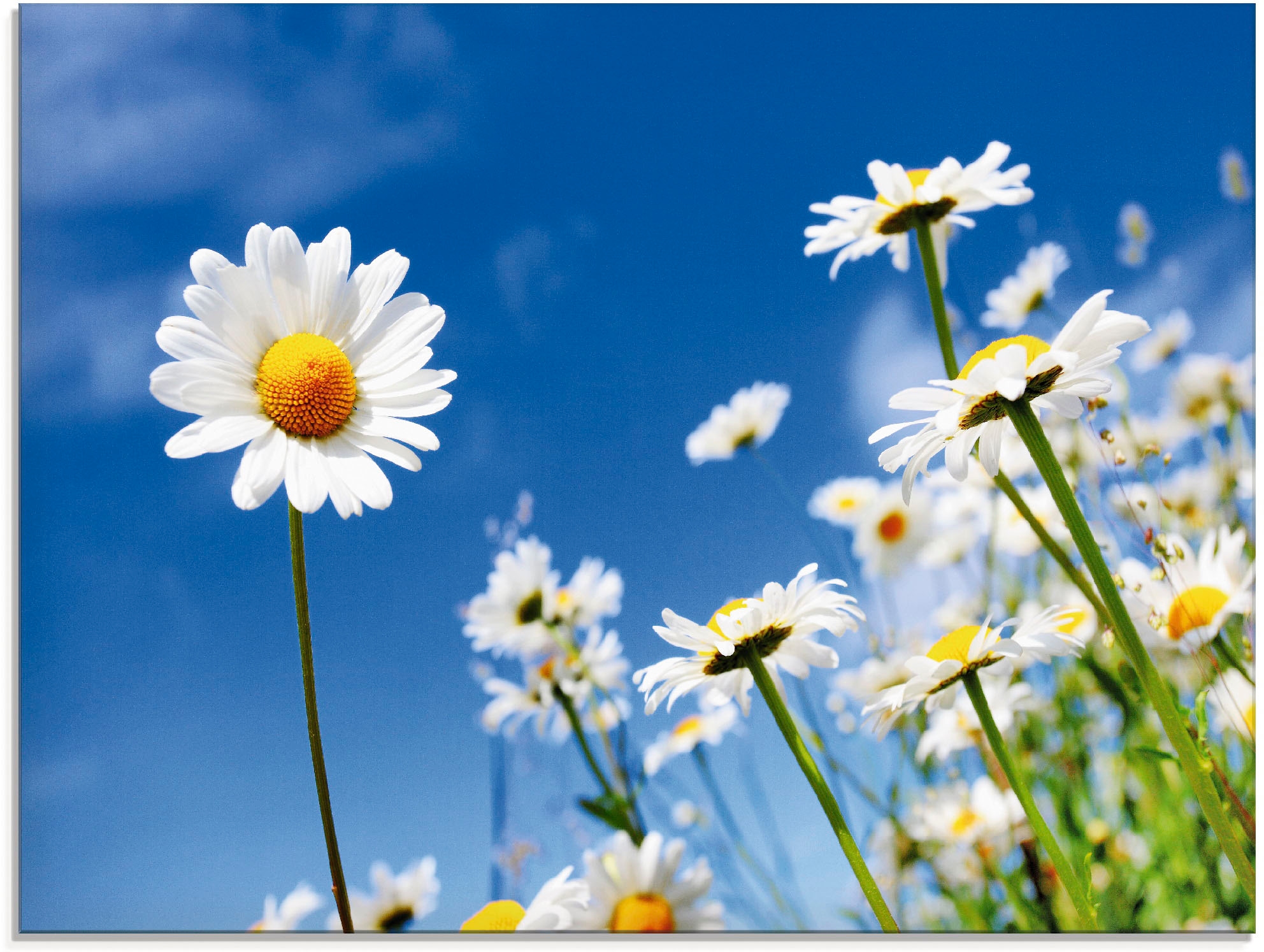Image of Artland Glasbild "Gänseblümchen" Blumenwiese 1 Stk. tlg. in verschiedenen Grössen
