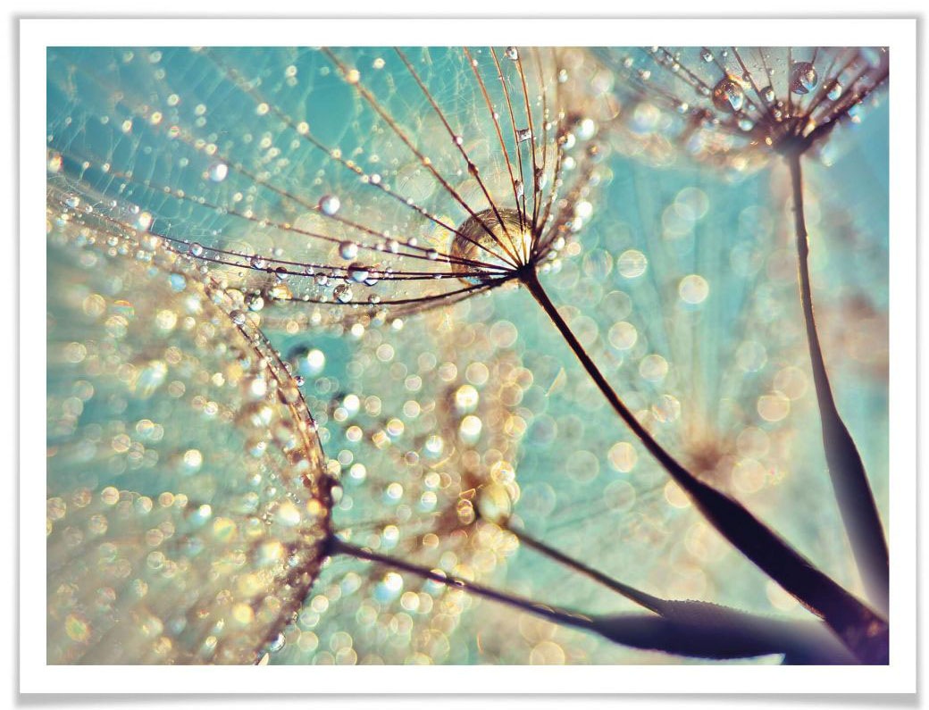 Image of Wall-Art Poster »Magische Pusteblume«, Blumen, (1 St.) bei Ackermann Versand Schweiz