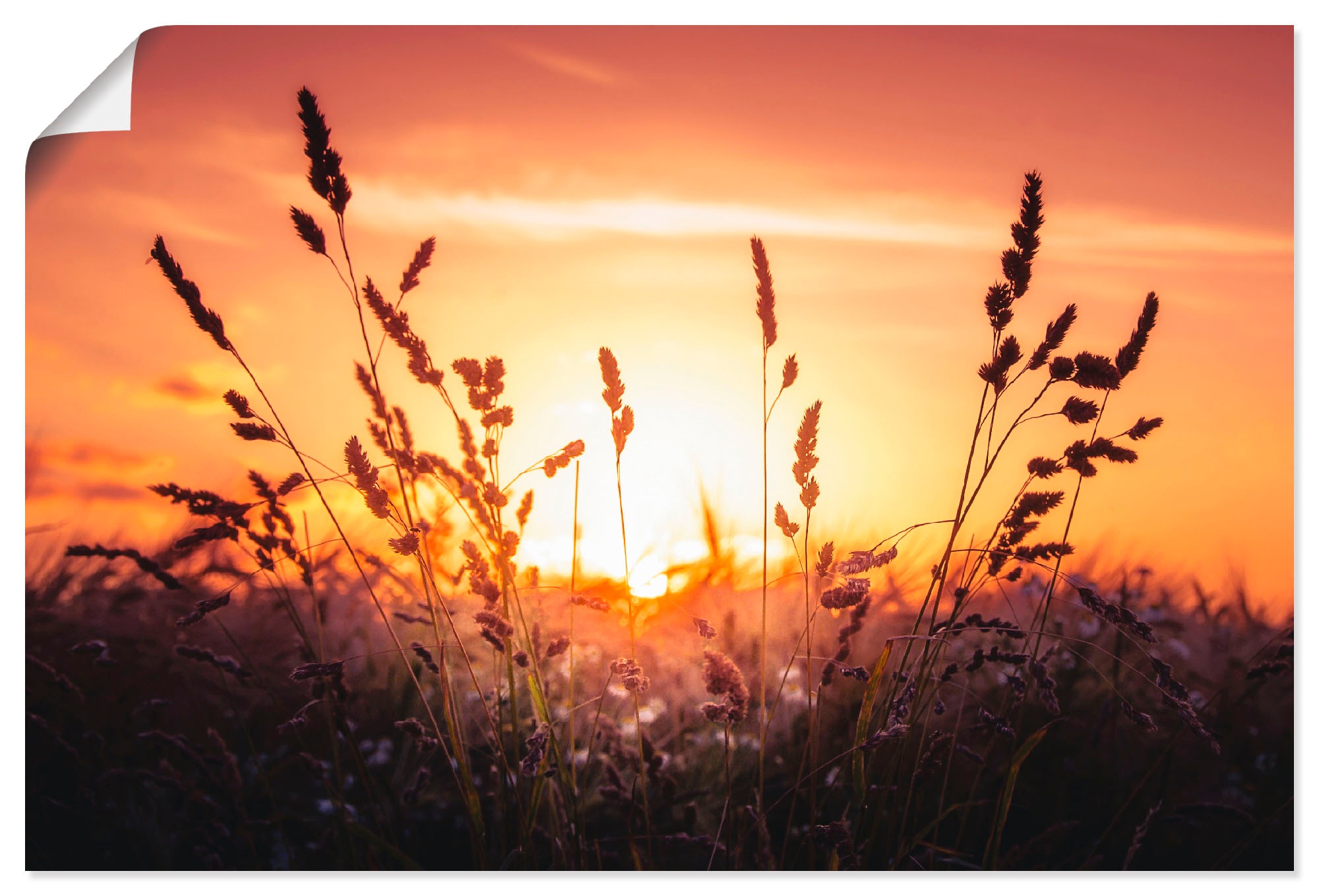 Image of Artland Wandbild »Träumen«, Felder, (1 St.), in vielen Grössen & Produktarten - Alubild / Outdoorbild für den Aussenbereich, Leinwandbild, Poster, Wandaufkleber / Wandtattoo auch für Badezimmer geeignet bei Ackermann Versand Schweiz