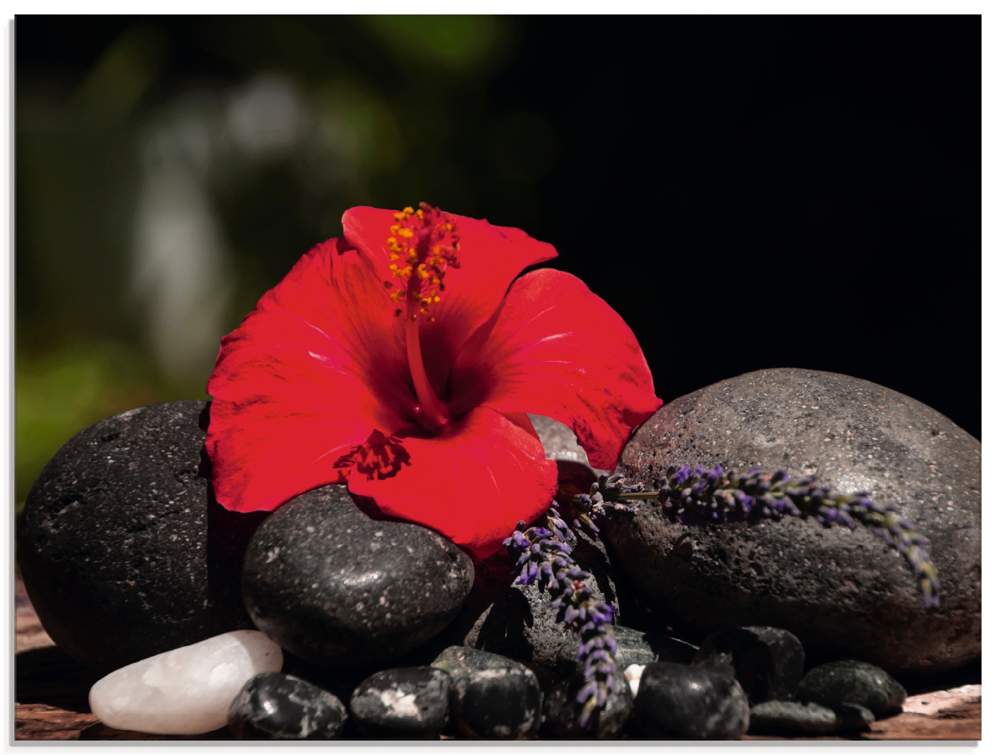 Image of Artland Glasbild »Hibiskus Stillleben«, Blumen, (1 St.) bei Ackermann Versand Schweiz