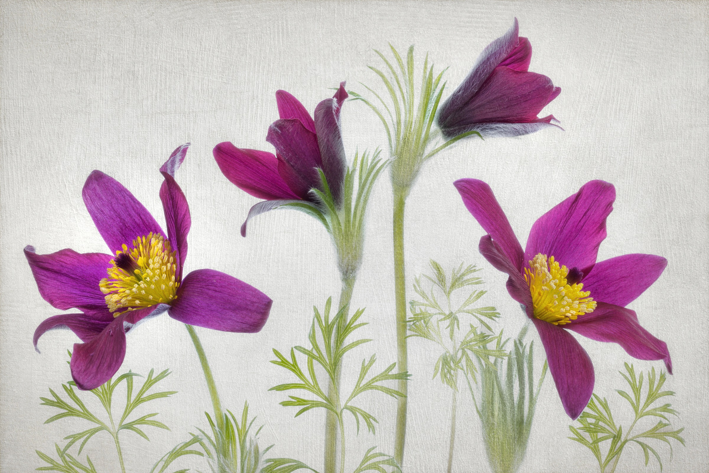Image of Papermoon Fototapete »Photo-Art MANDY DISHER, PULSATILLA«, Vliestapete, hochwertiger Digitaldruck, inklusive Kleister bei Ackermann Versand Schweiz