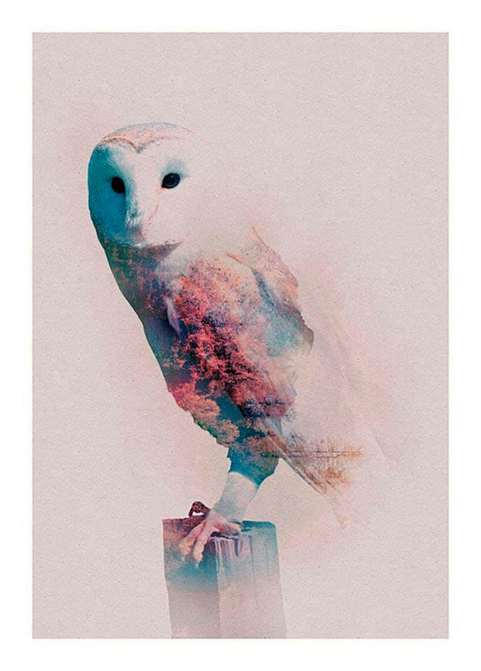 Image of Komar Bild "Animals Forest Owl" Tiere 1 Stk. tlg. Wandbild zur Dekoration - ohne Rahmen