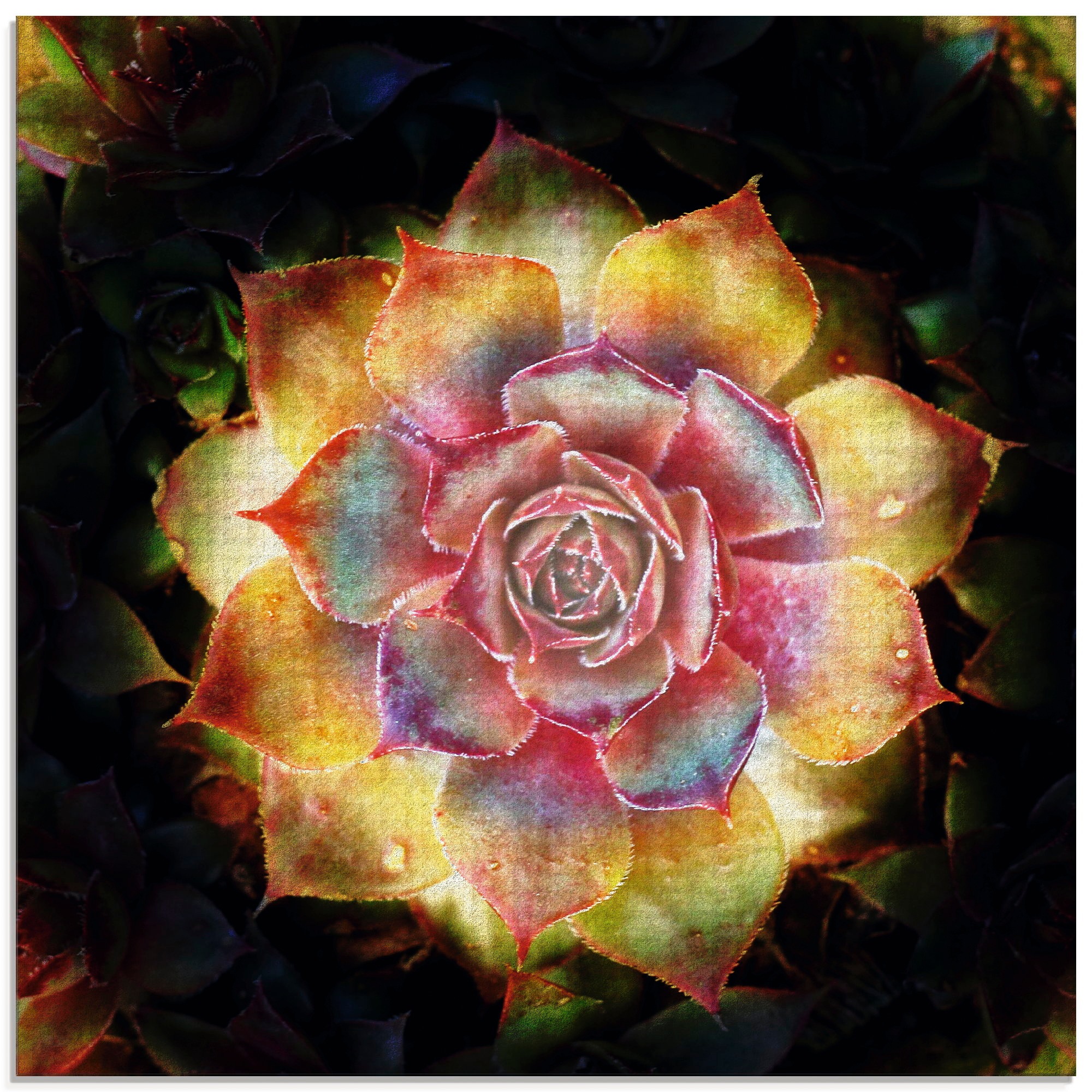 Image of Artland Glasbild »Hauswurz«, Pflanzen, (1 St.) bei Ackermann Versand Schweiz