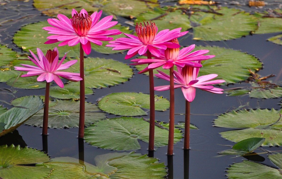 Image of Papermoon Fototapete "Rosa Lotus"
