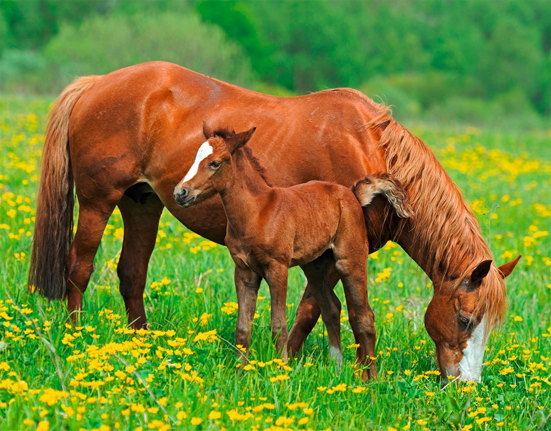 Image of Papermoon Fototapete "Horses" matt