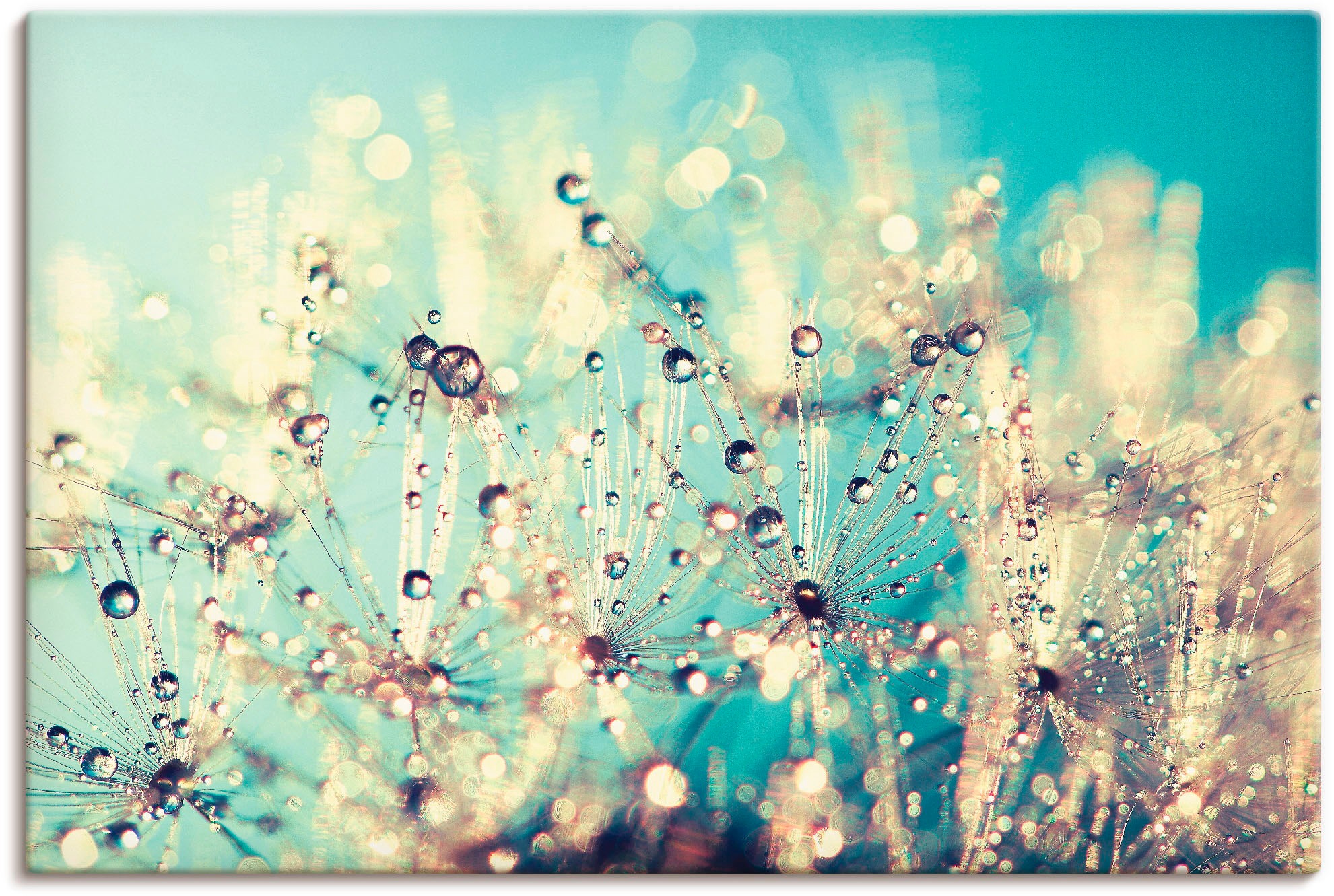 Image of Artland Wandbild »Pusteblume benetzt mit Tautropfen«, Blumen, (1 St.), in vielen Grössen & Produktarten - Alubild / Outdoorbild für den Aussenbereich, Leinwandbild, Poster, Wandaufkleber / Wandtattoo auch für Badezimmer geeignet bei Ackermann Versand Schw