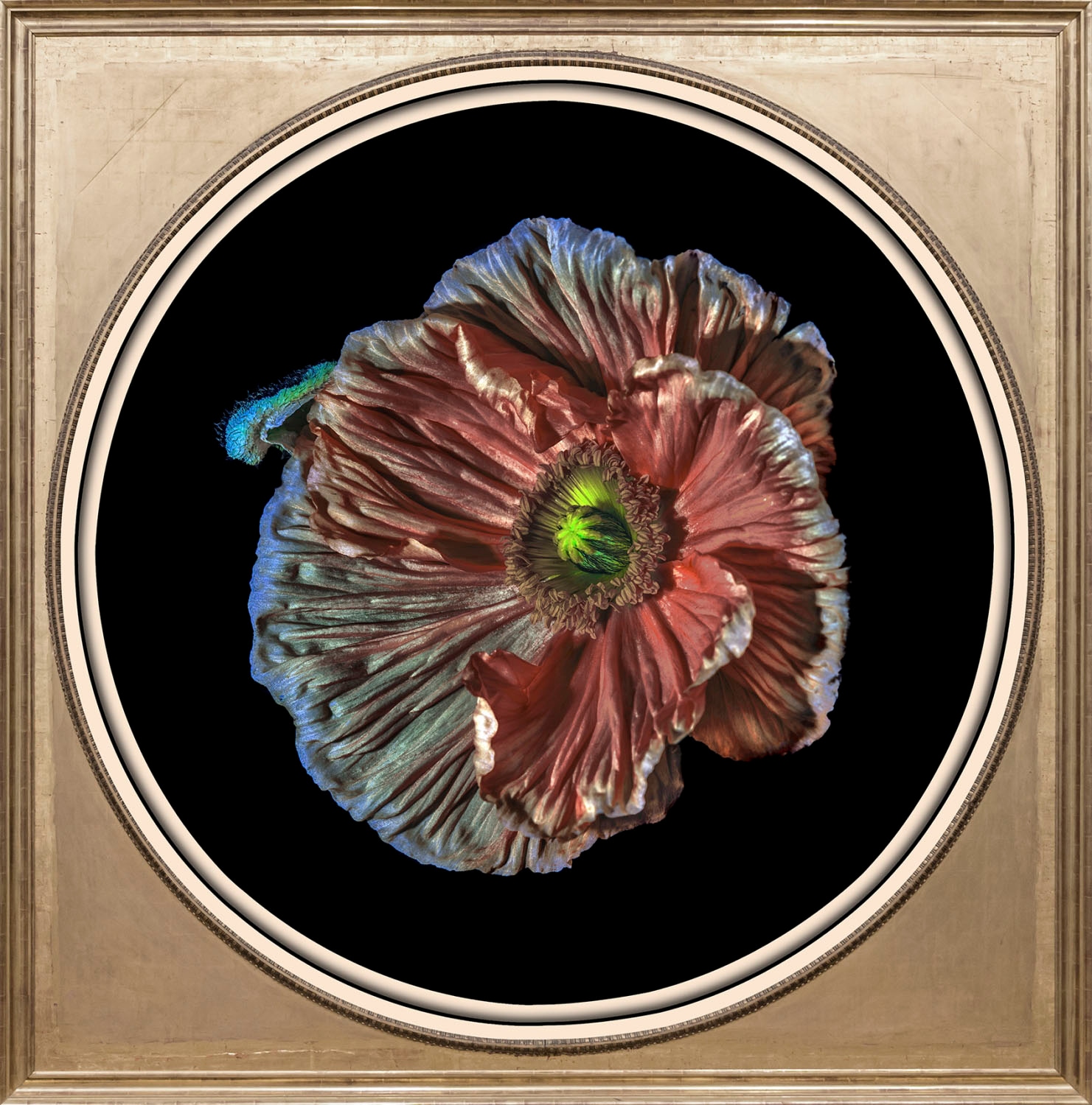 Image of queence Acrylglasbild "Blume" Blumen Blumenbilder Gemälde Kunst Pflanzen Pflanzenbilder Fine Art-Print in Galeriequalität