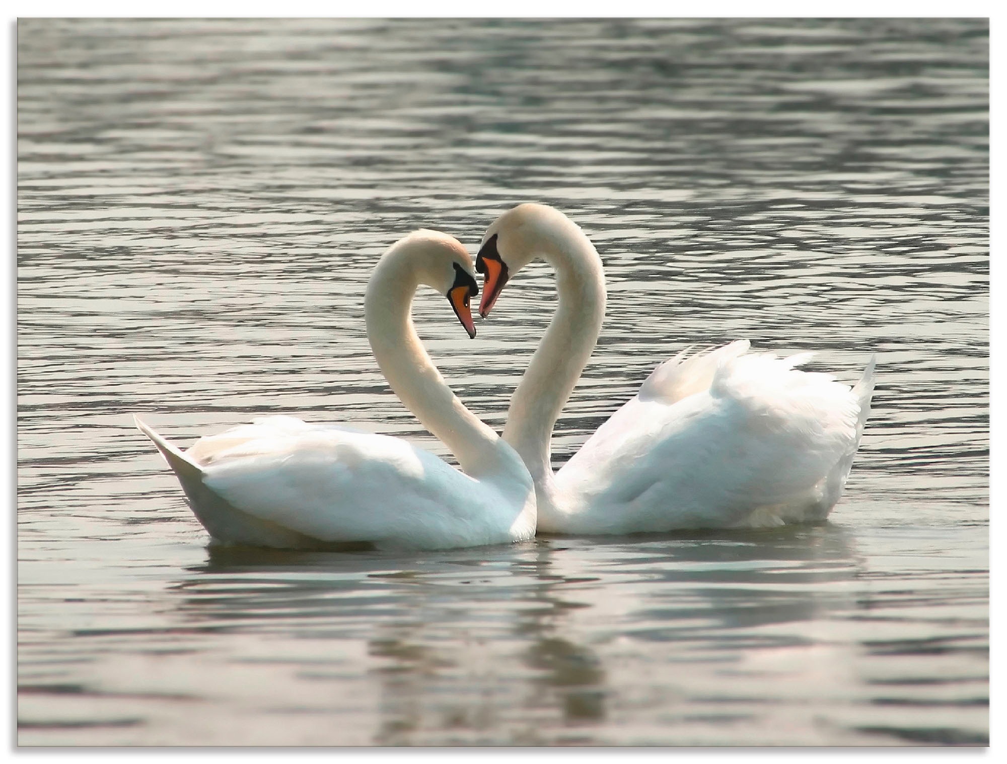 Image of Artland Wandbild »Liebesspiel von Schwänen«, Vögel, (1 St.), in vielen Grössen & Produktarten - Alubild / Outdoorbild für den Aussenbereich, Leinwandbild, Poster, Wandaufkleber / Wandtattoo auch für Badezimmer geeignet bei Ackermann Versand Schweiz