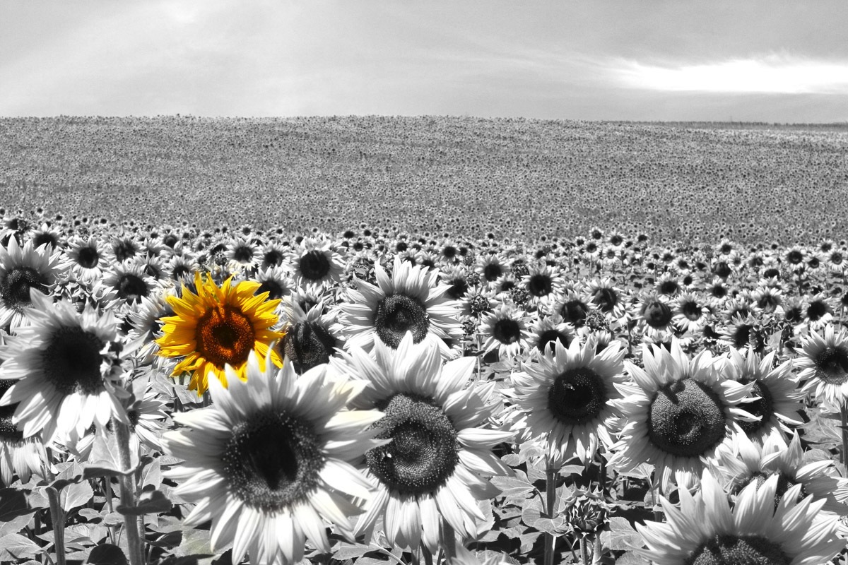 Image of Papermoon Fototapete »Sonnenblumenfeld«, samtig, Vliestapete, hochwertiger Digitaldruck bei Ackermann Versand Schweiz
