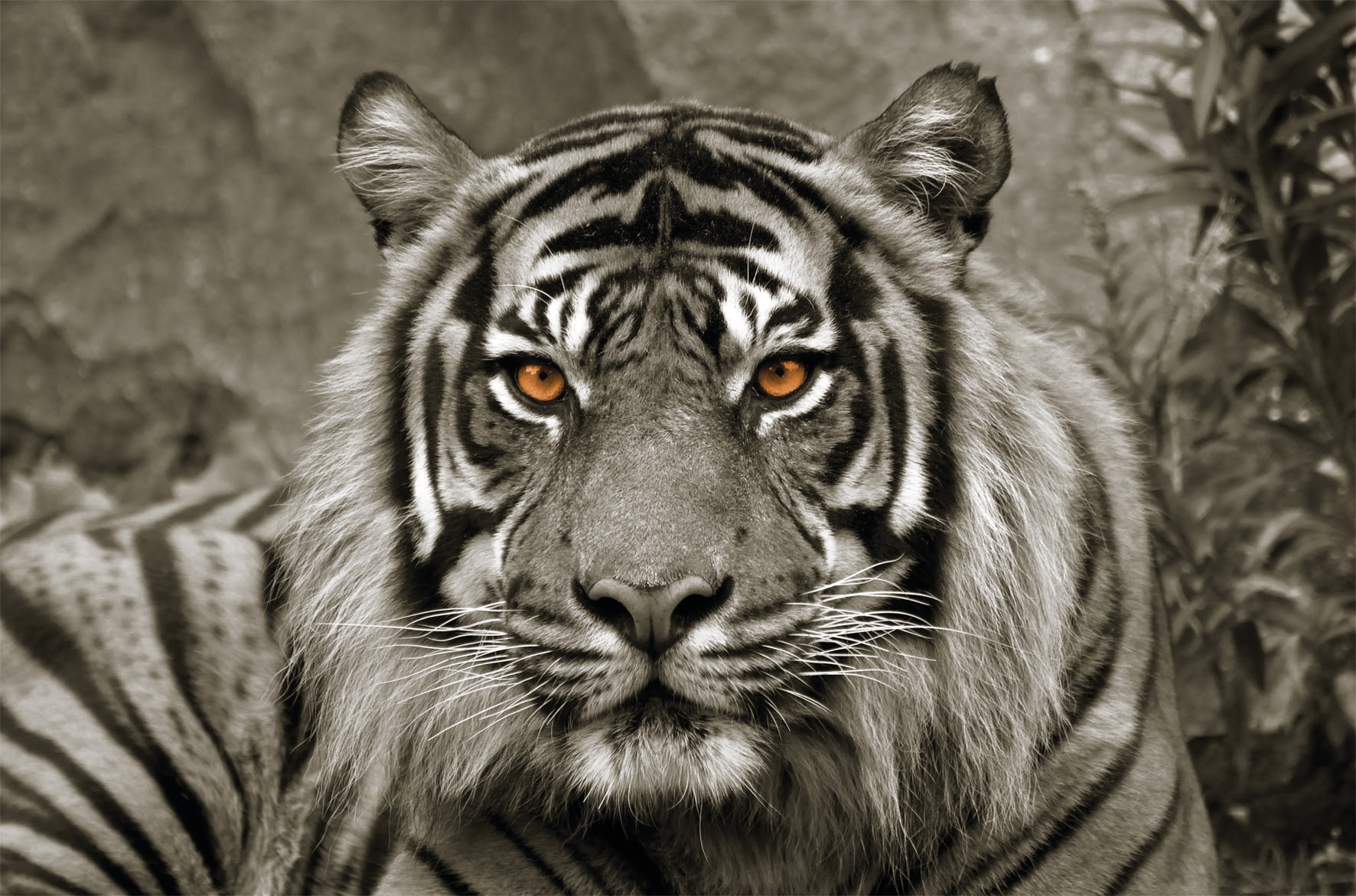 Image of Bönninghoff Leinwandbild "Tiger" 1 Stk. tlg.