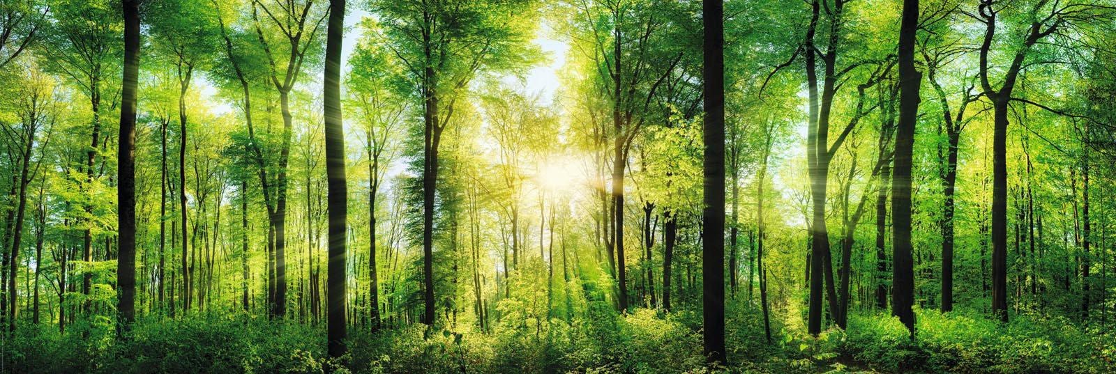 Image of Home affaire Deco-Panel »Sommerwald« bei Ackermann Versand Schweiz