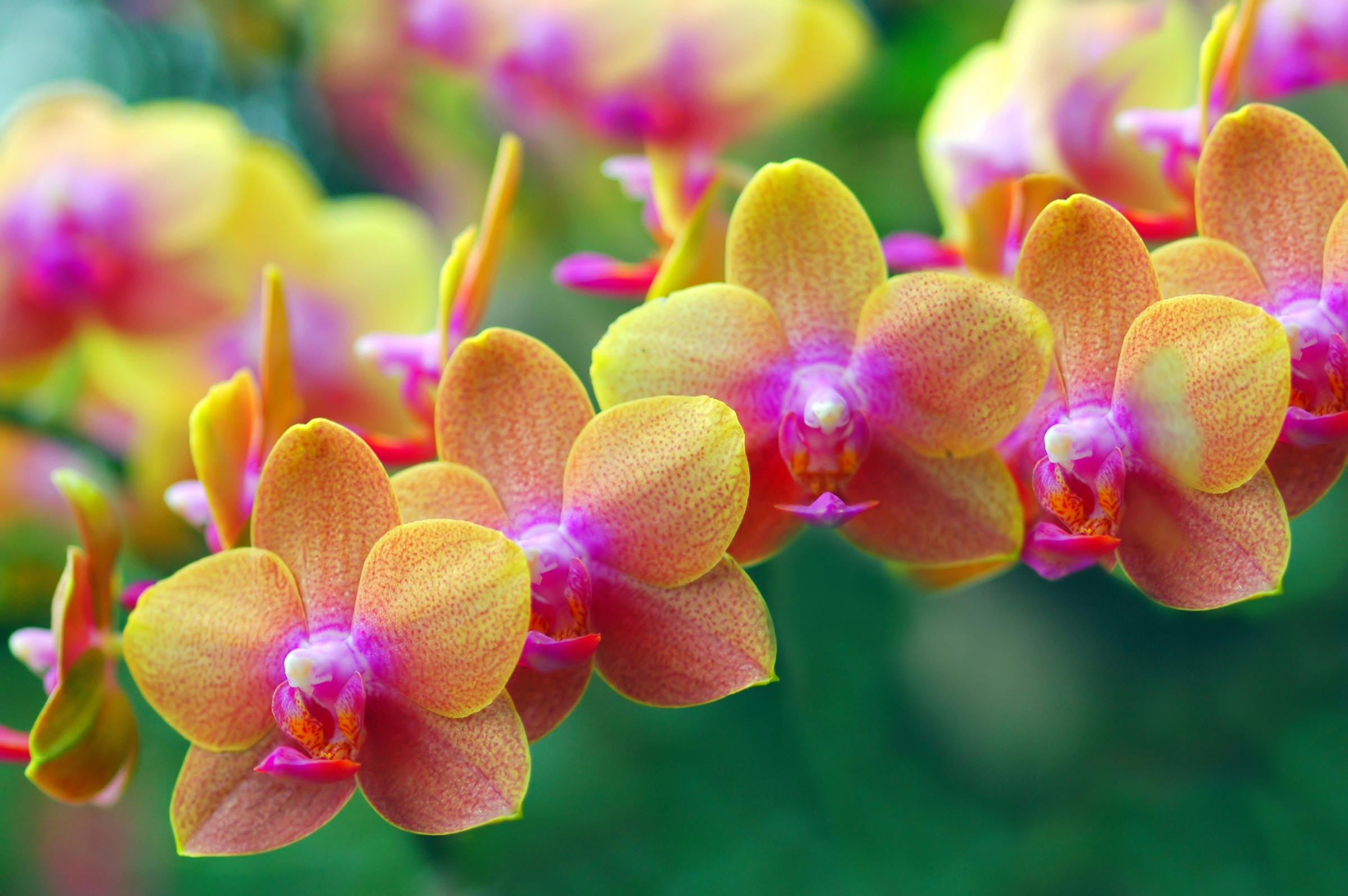 Image of Papermoon Fototapete "Golden Orchids" glatt