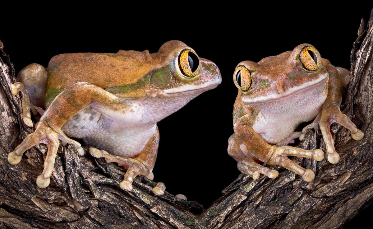 Image of Papermoon Fototapete "Froschliebe mit grossen Augen"