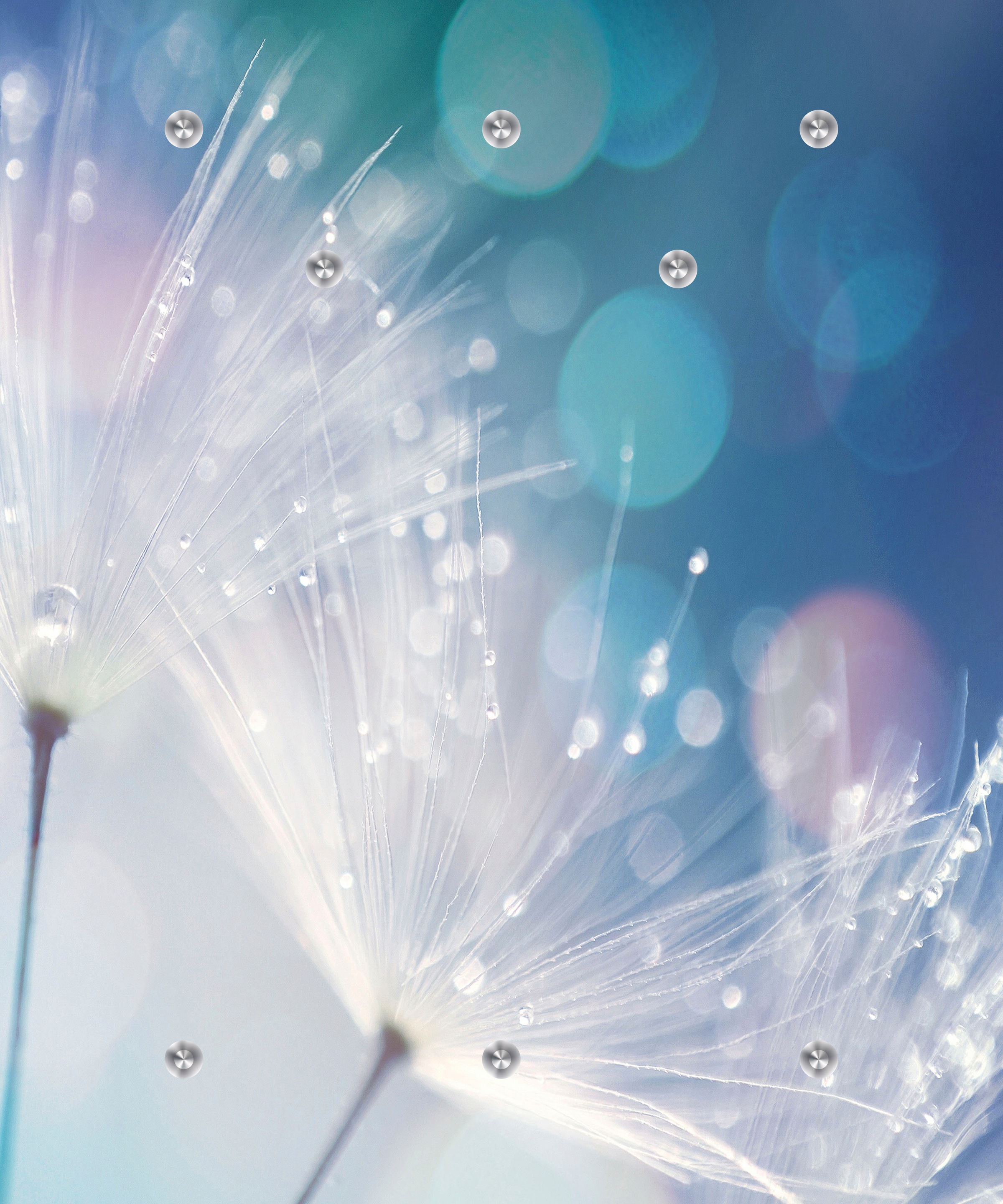 queence Garderobenleiste »Dandelion« Wand Garderobe, Pflanze, Pusteblume, platzsparend