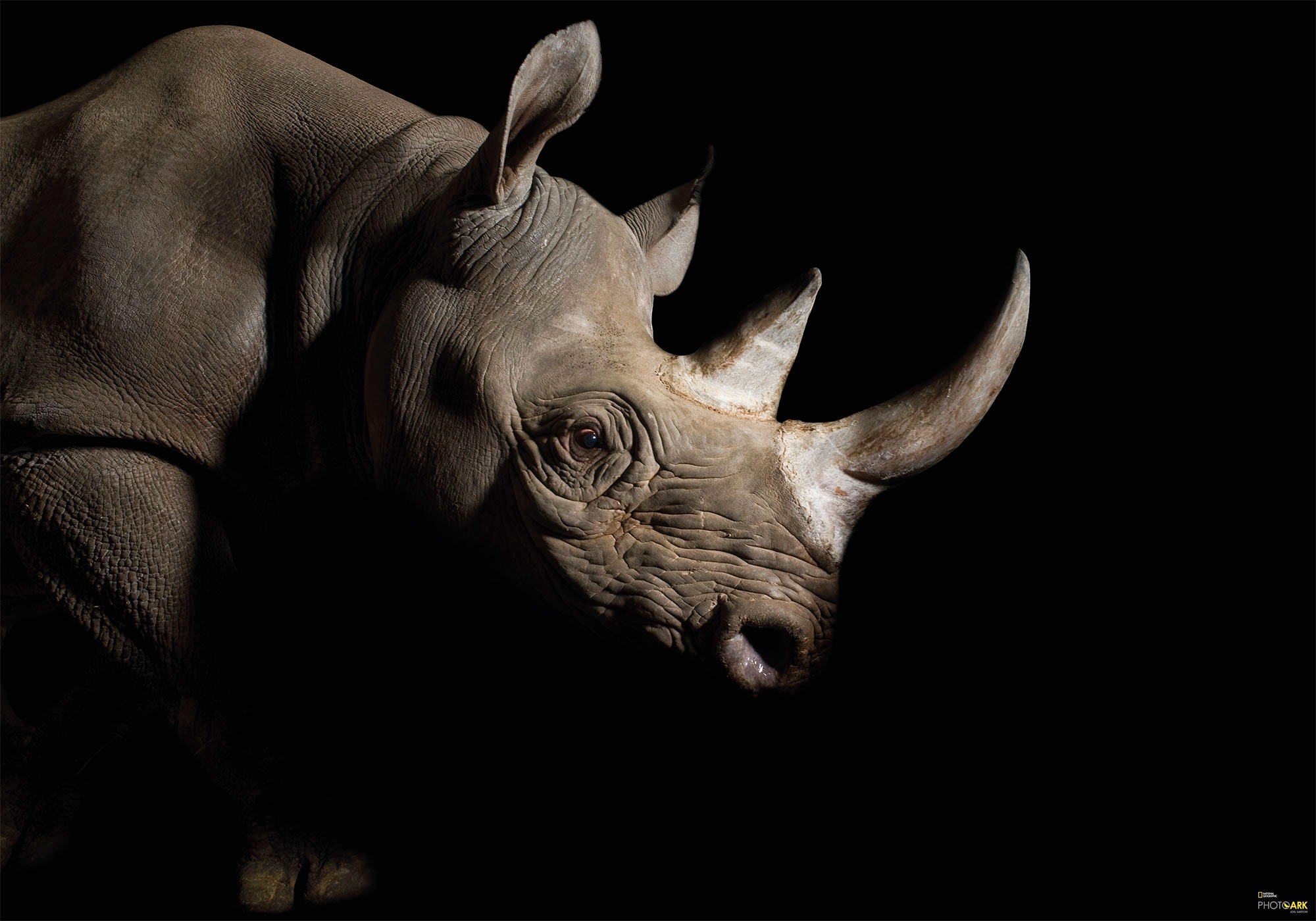 Image of Komar Vliestapete »Rhinozeros«, bedruckt-realistisch, 400 x 280 cm (Breite x Höhe) - 8 Bahnen bei Ackermann Versand Schweiz
