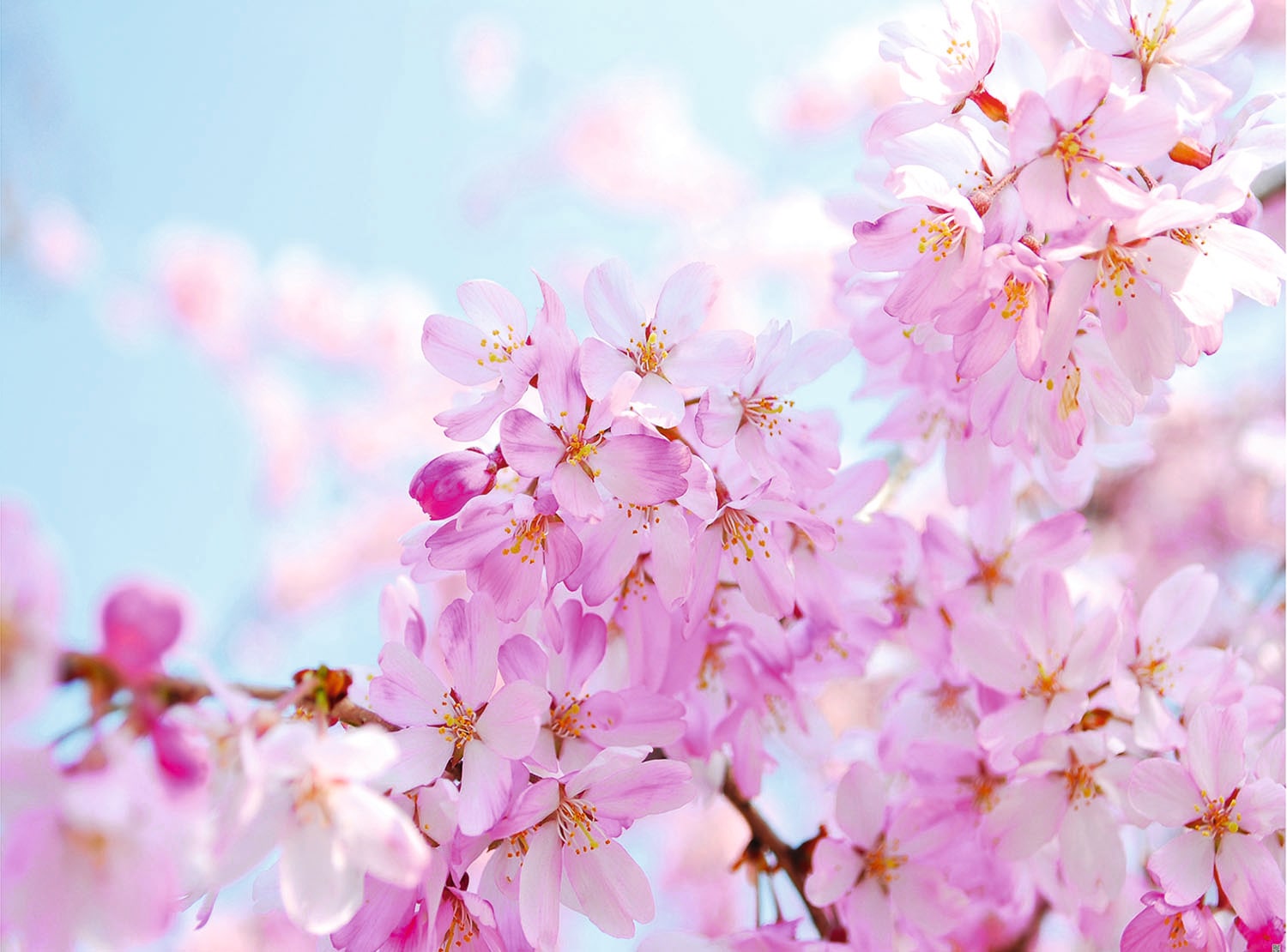 Image of Papermoon Fototapete "Cherry Blossom" glatt