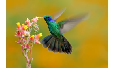 Papermoon Fototapete »Hummingbird Colibri Thalassinus« kaufen