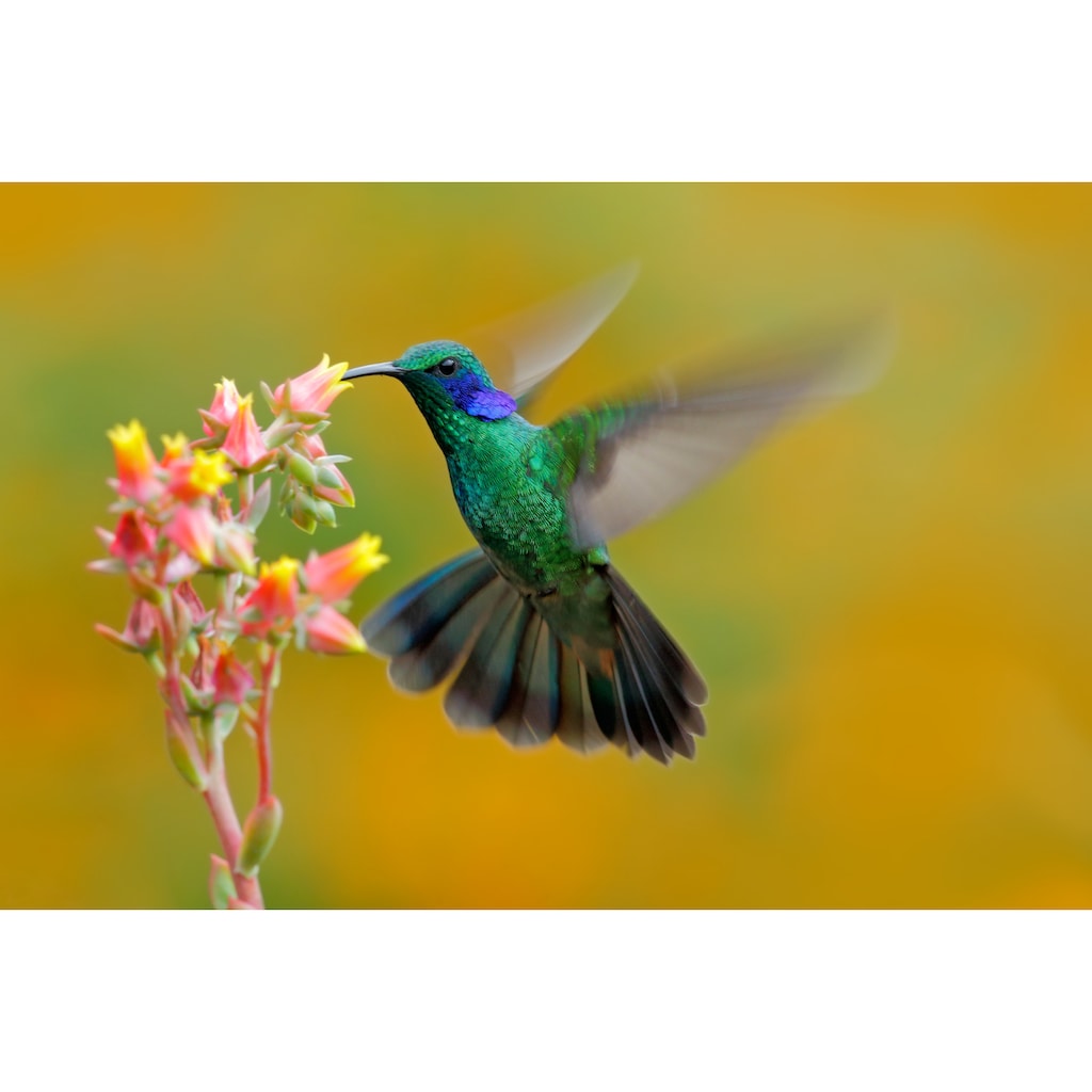 Papermoon Fototapete »Hummingbird Colibri Thalassinus«