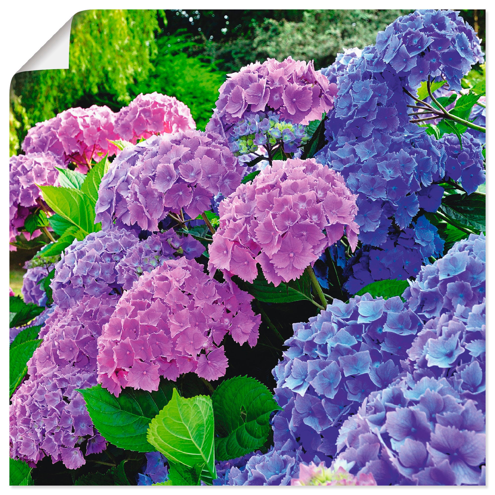 Image of Artland Wandbild "Hortensien im Garten" Blumen 1 Stk. tlg. als Alubild, Leinwandbild, Poster in verschied. Grössen