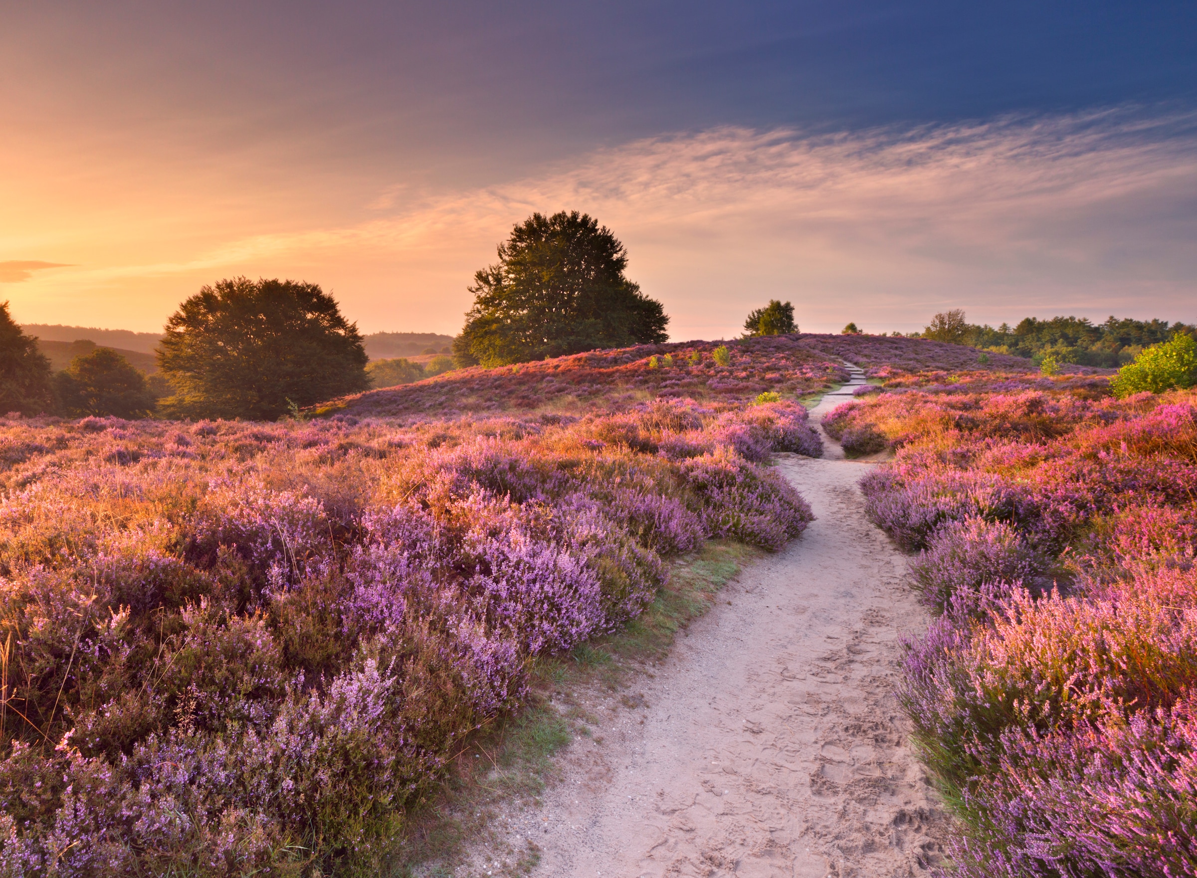 Image of Papermoon Fototapete "Blooming Heather at Sunrise" glatt