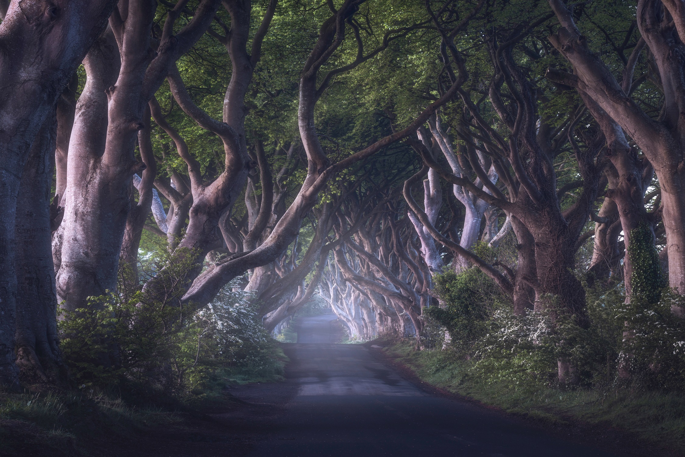 Image of Papermoon Fototapete »Photo-Art DANIEL GASTAGER, DIE DUNKLEN HEDGES«, Vliestapete, hochwertiger Digitaldruck, inklusive Kleister bei Ackermann Versand Schweiz