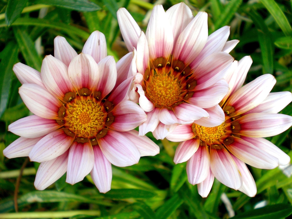 Image of Papermoon Fototapete "Afrikanische Gazania Blumen"