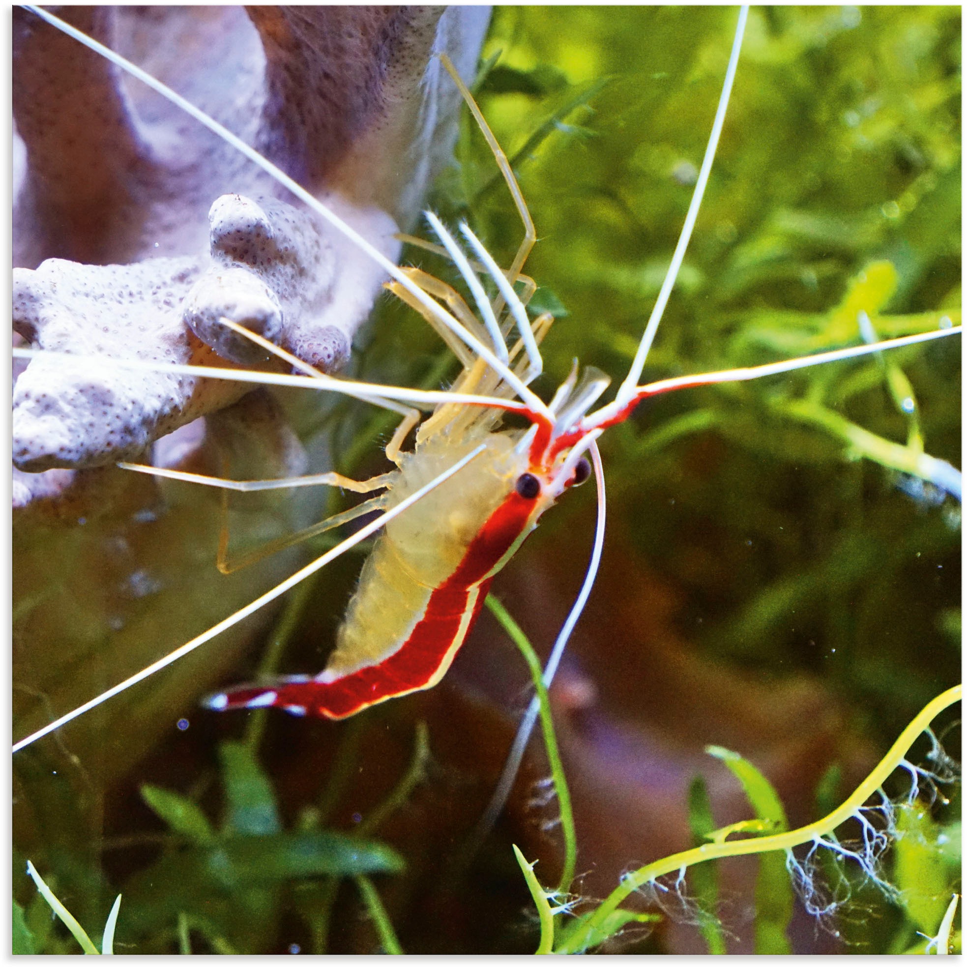 Image of Artland Wandbild »Weissbandputzergarnele«, Wassertiere, (1 St.), in vielen Grössen & Produktarten - Alubild / Outdoorbild für den Aussenbereich, Leinwandbild, Poster, Wandaufkleber / Wandtattoo auch für Badezimmer geeignet bei Ackermann Versand Schweiz