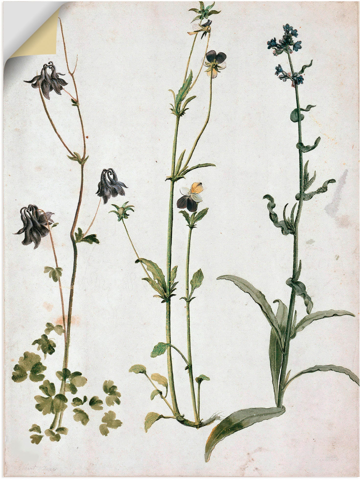 Artland Wandbild »Akelei, Stiefmütterchen und Alubild, St.), oder kaufen bequem als Grössen (1 Poster Blumenbilder, versch. Wandaufkleber in Ochsenzunge«, Leinwandbild