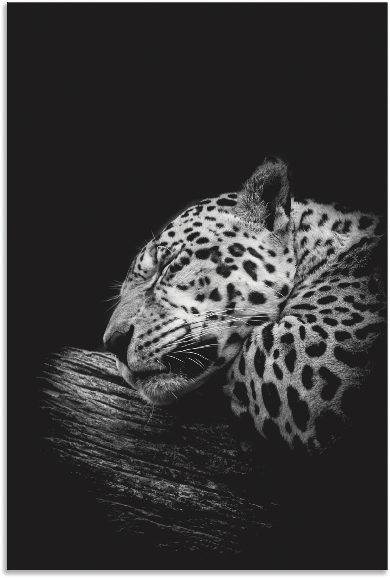 Image of Artland Wandbild "Der schlafende Jaguar" Wildtiere 1 Stk. tlg. als Alubild, Poster in verschied. Grössen