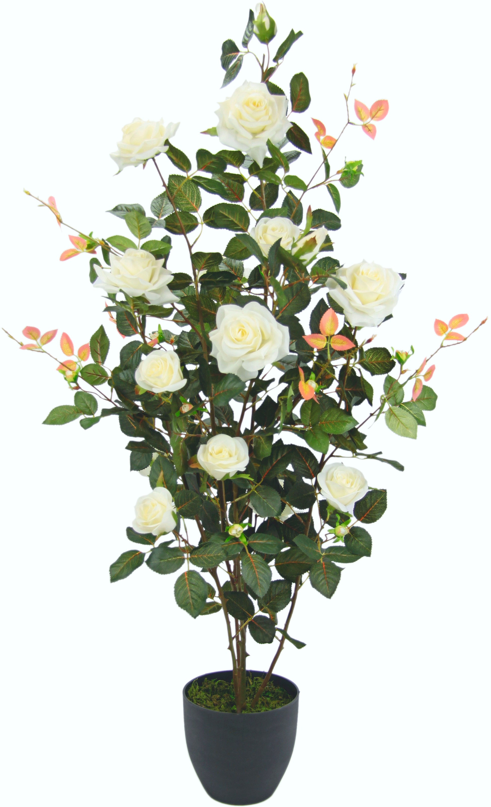Image of I.GE.A. Kunstbaum »Rosenbusch im Topf«, (1 St.), Kunstrosen Kunstpflanzen Rosenstrauch Deko Hochzeit bei Ackermann Versand Schweiz