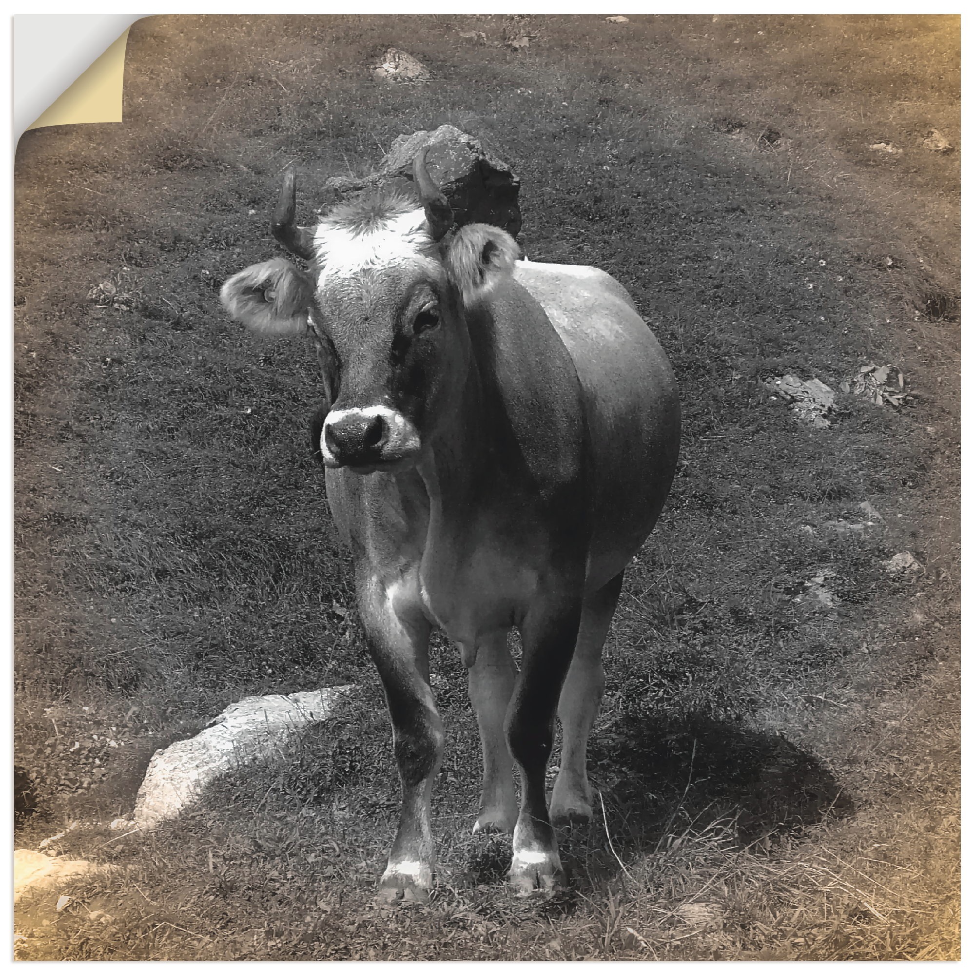 Image of Artland Wandbild »Kuh Kontakt«, Haustiere, (1 St.), in vielen Grössen & Produktarten - Alubild / Outdoorbild für den Aussenbereich, Leinwandbild, Poster, Wandaufkleber / Wandtattoo auch für Badezimmer geeignet bei Ackermann Versand Schweiz