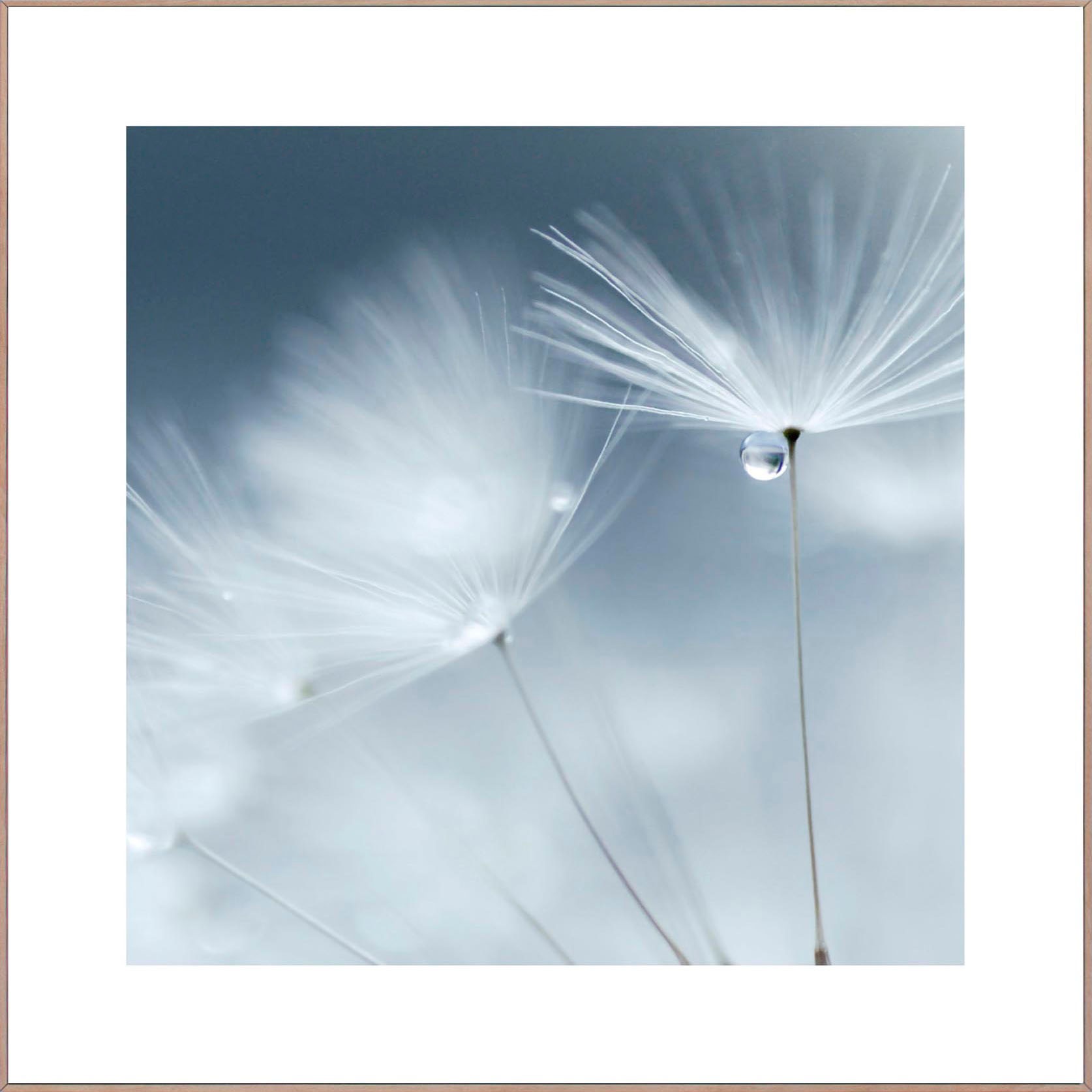 Image of Reinders! Wandbild »Slim Frame Wood 50x50 Dewdrop Dandelion« bei Ackermann Versand Schweiz