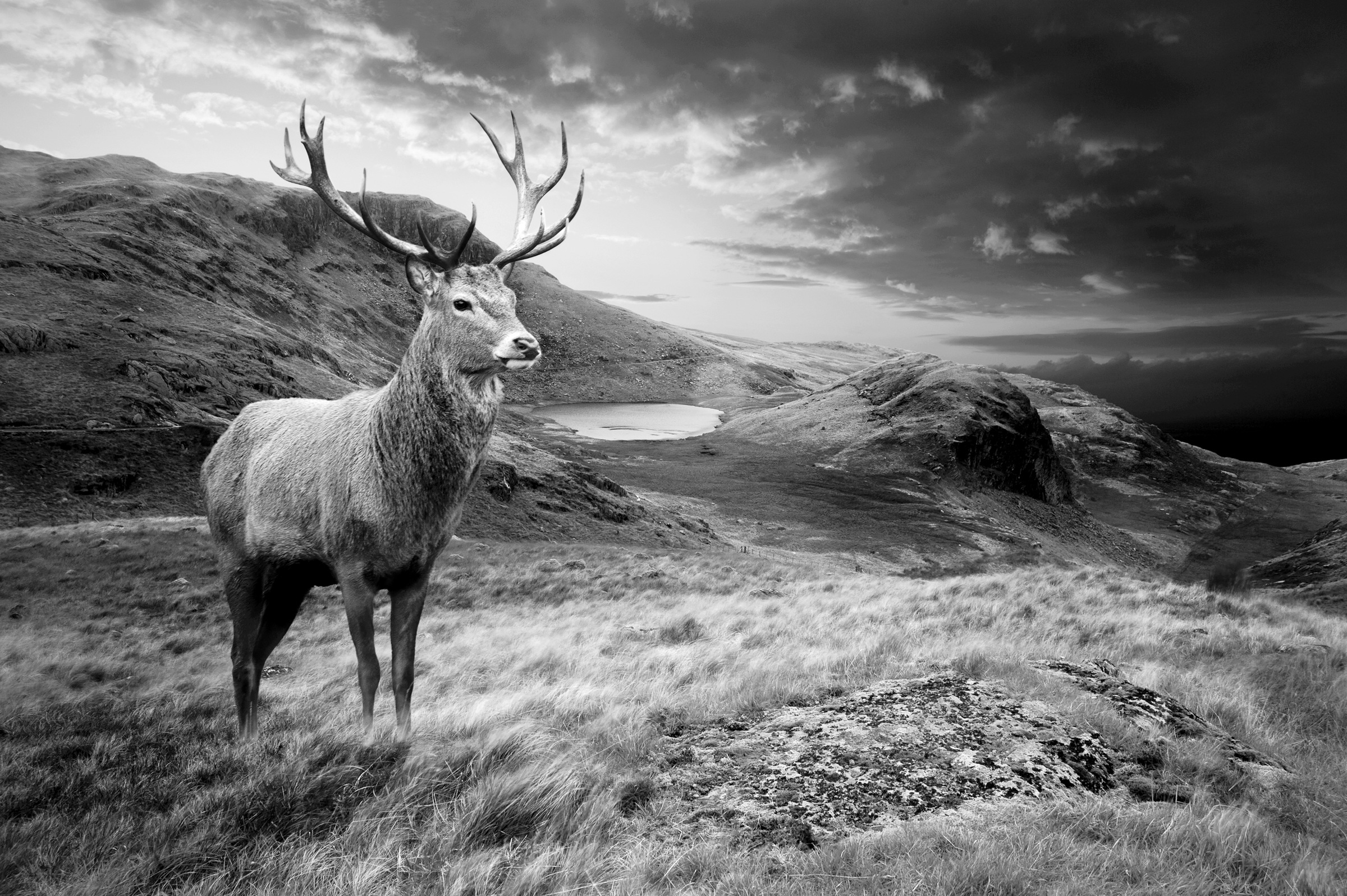 Image of Papermoon Fototapete »Hirsch Schwarz & Weiss«, Vliestapete, hochwertiger Digitaldruck, inklusive Kleister bei Ackermann Versand Schweiz