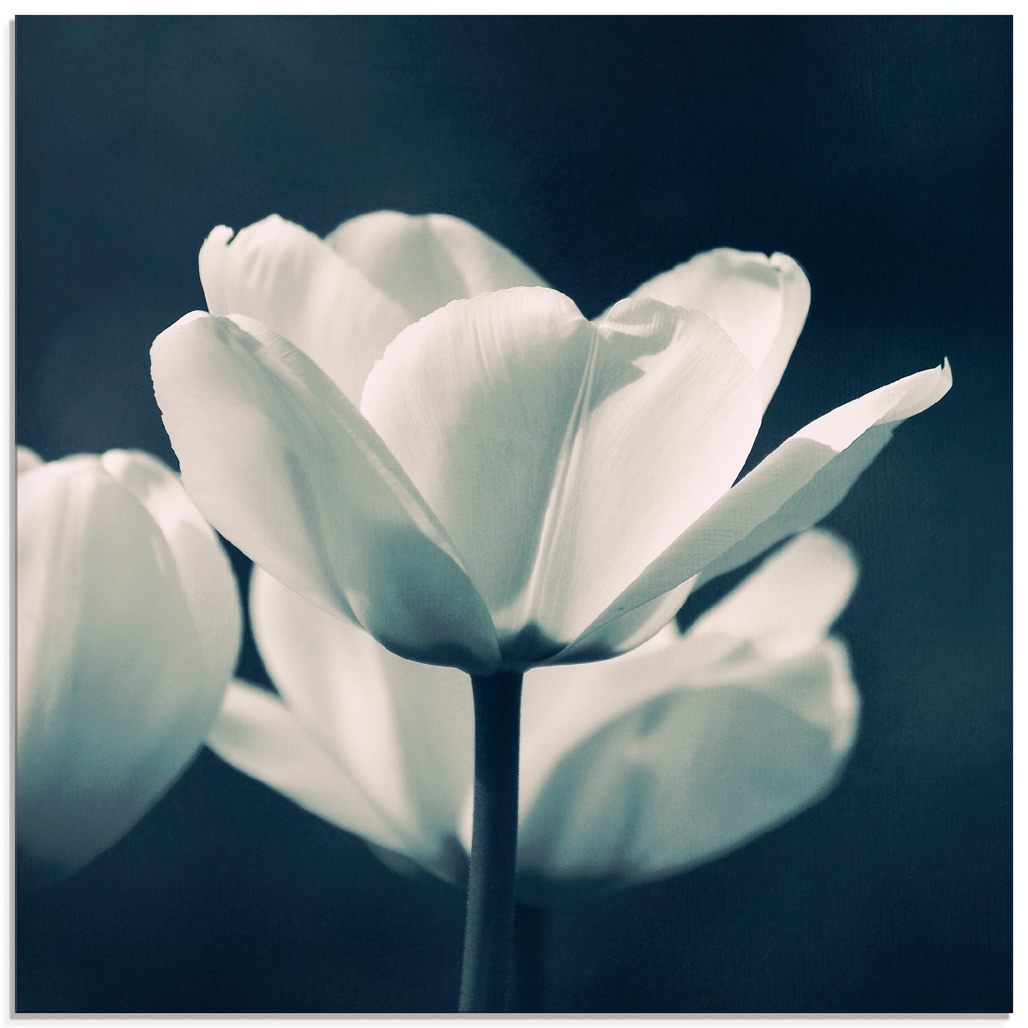 Image of Artland Glasbild »Blue Velvet«, Blumen, (1 St.) bei Ackermann Versand Schweiz