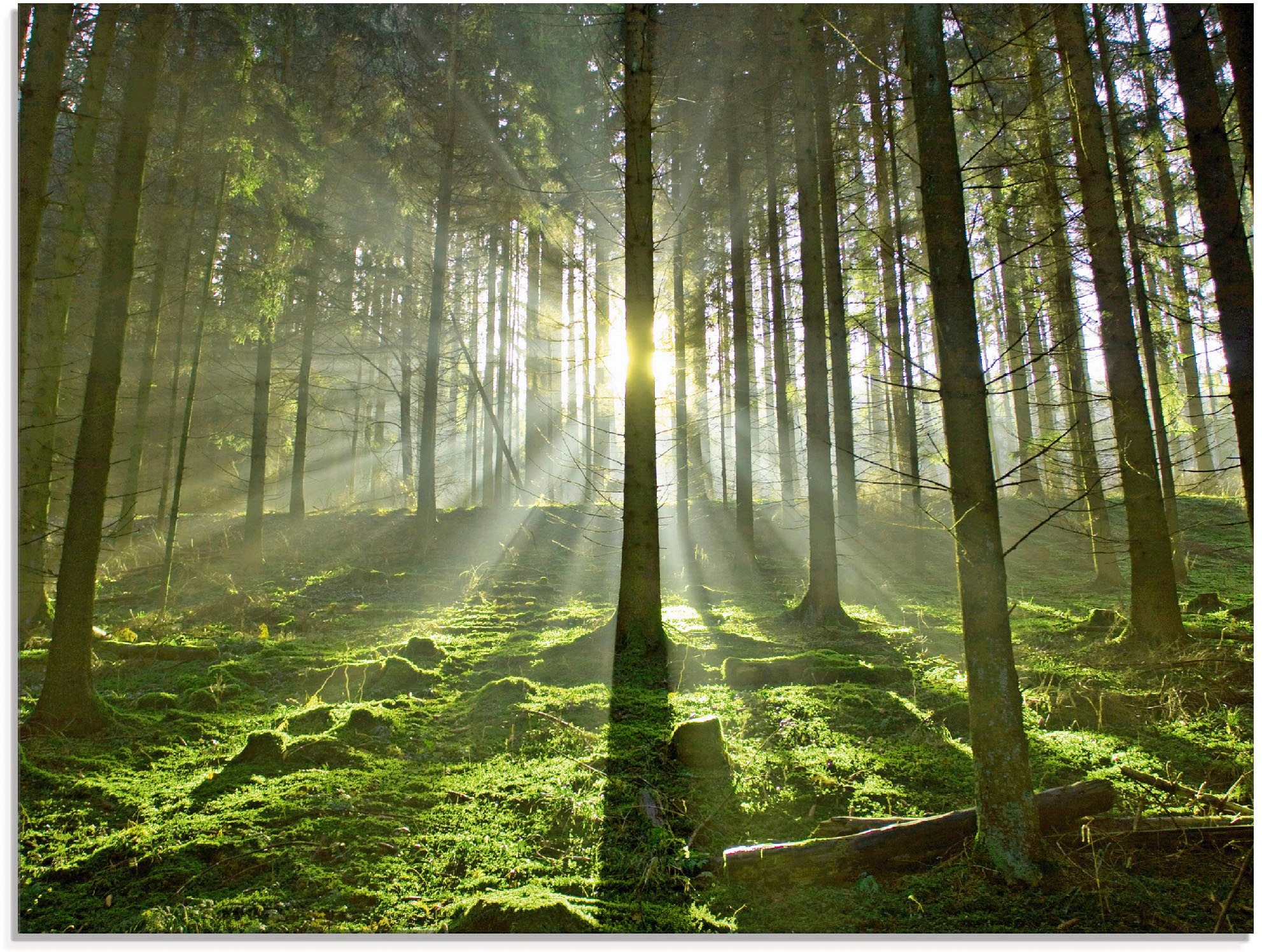 Image of Artland Glasbild »Wald im Gegenlicht«, Wald, (1 St.) bei Ackermann Versand Schweiz