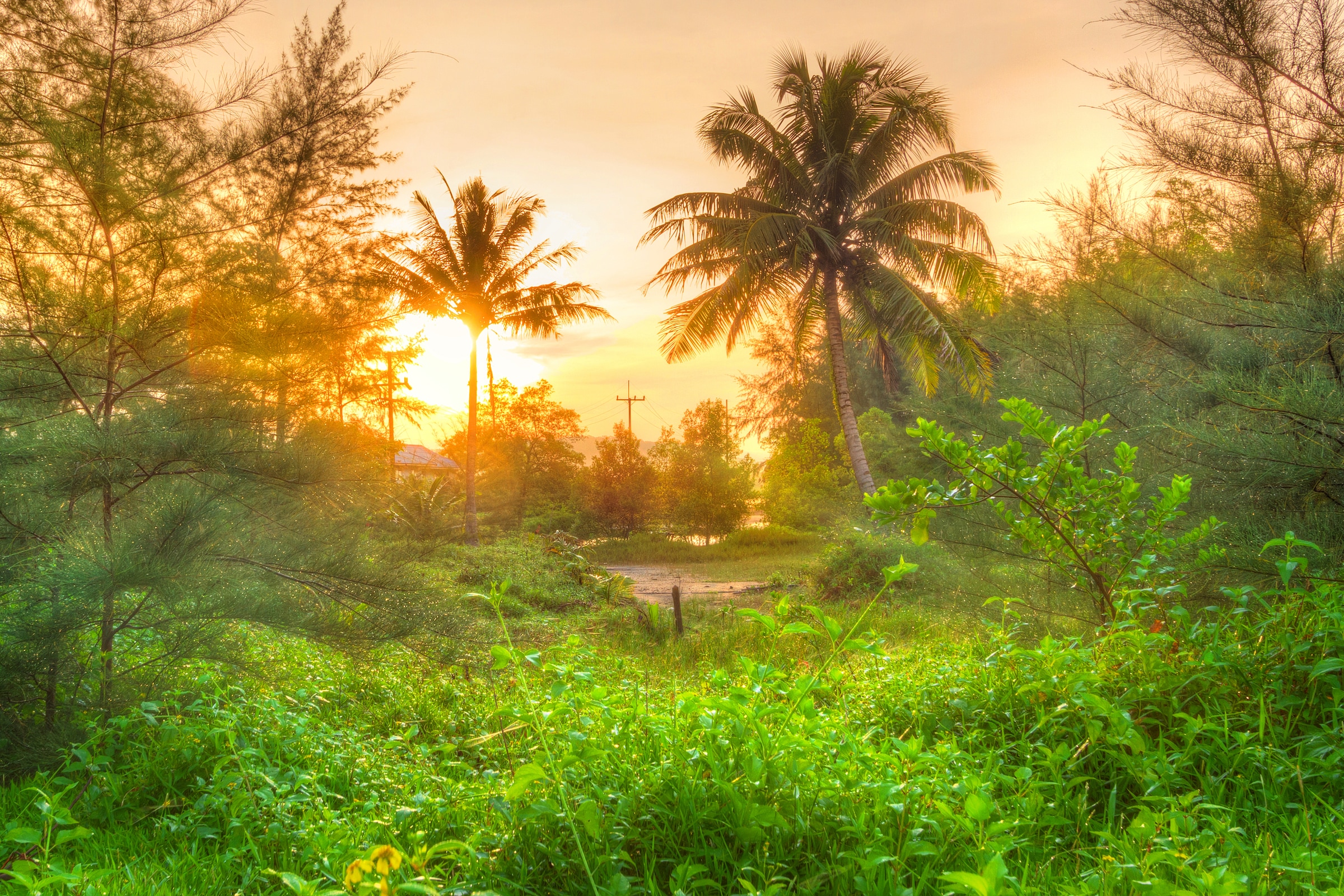Image of Papermoon Fototapete "Amazing Jungle Sunrise" glatt