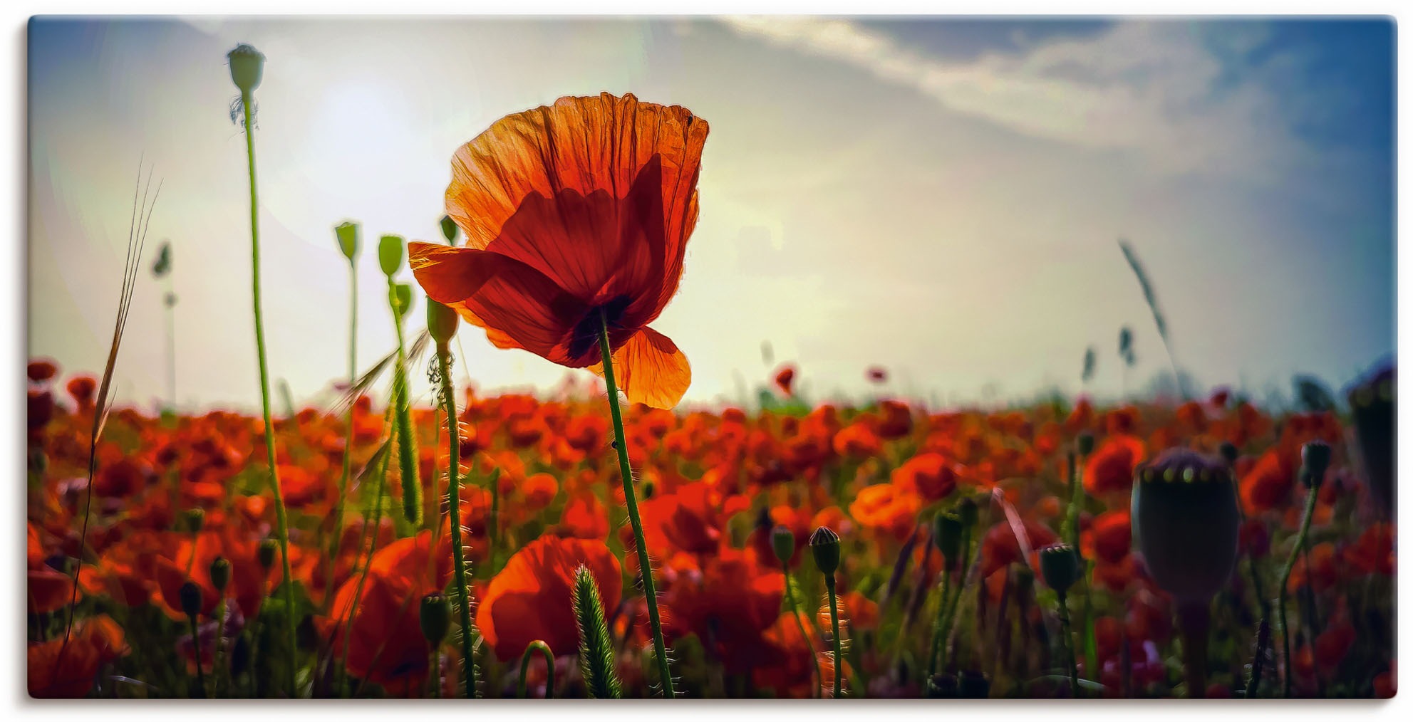 Image of Artland Wandbild »Mohnfeld bei Leipzig im Sonnenschein«, Blumenbilder, (1 St.), in vielen Grössen & Produktarten - Alubild / Outdoorbild für den Aussenbereich, Leinwandbild, Poster, Wandaufkleber / Wandtattoo auch für Badezimmer geeignet bei Ackermann Ver