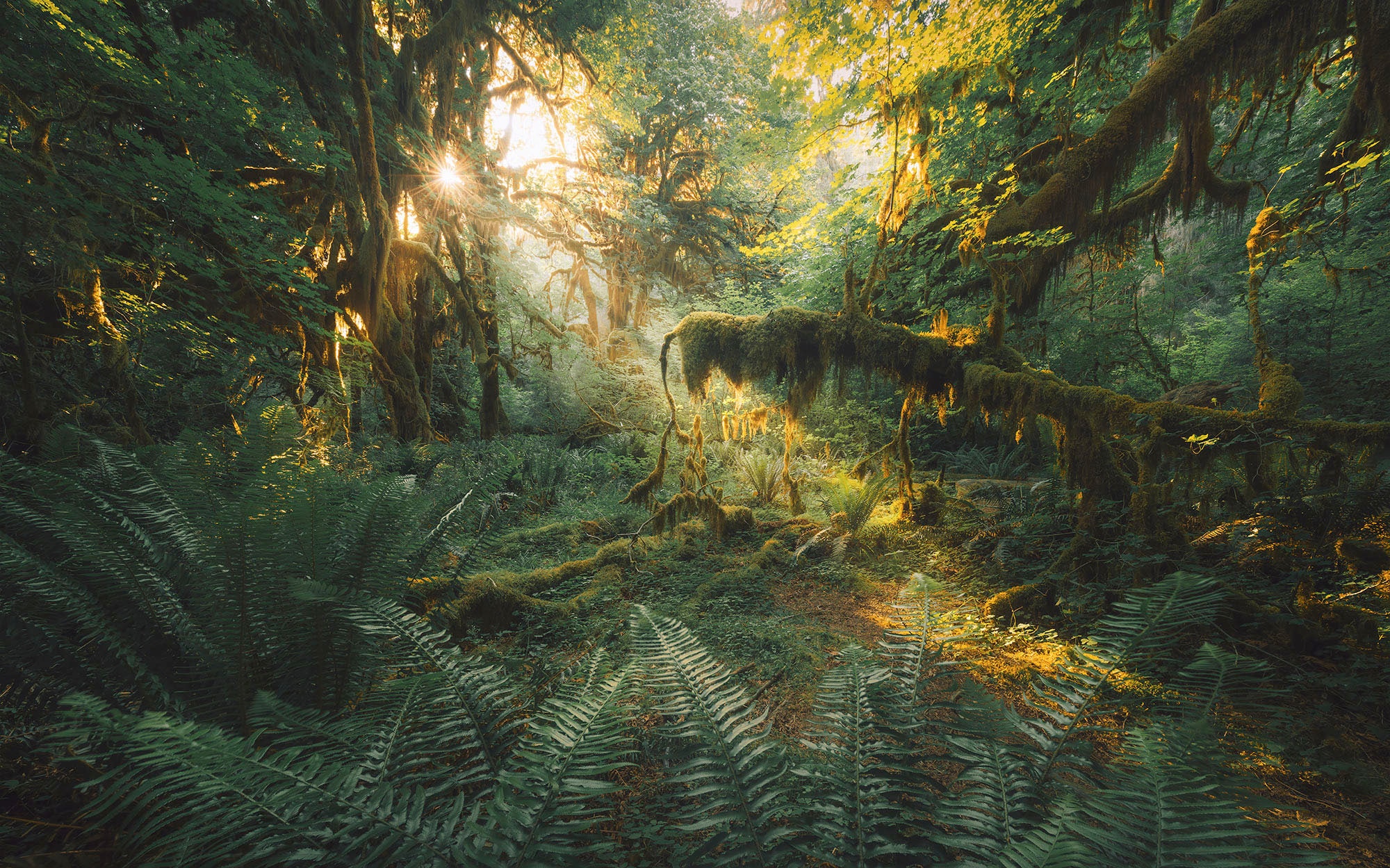 Komar Fototapete »Digitaldruck Vlies -  Hall of Mosses - Grösse 400 x 250 cm« bedruckt glatt Wohnzimmer, Schlafzimmer