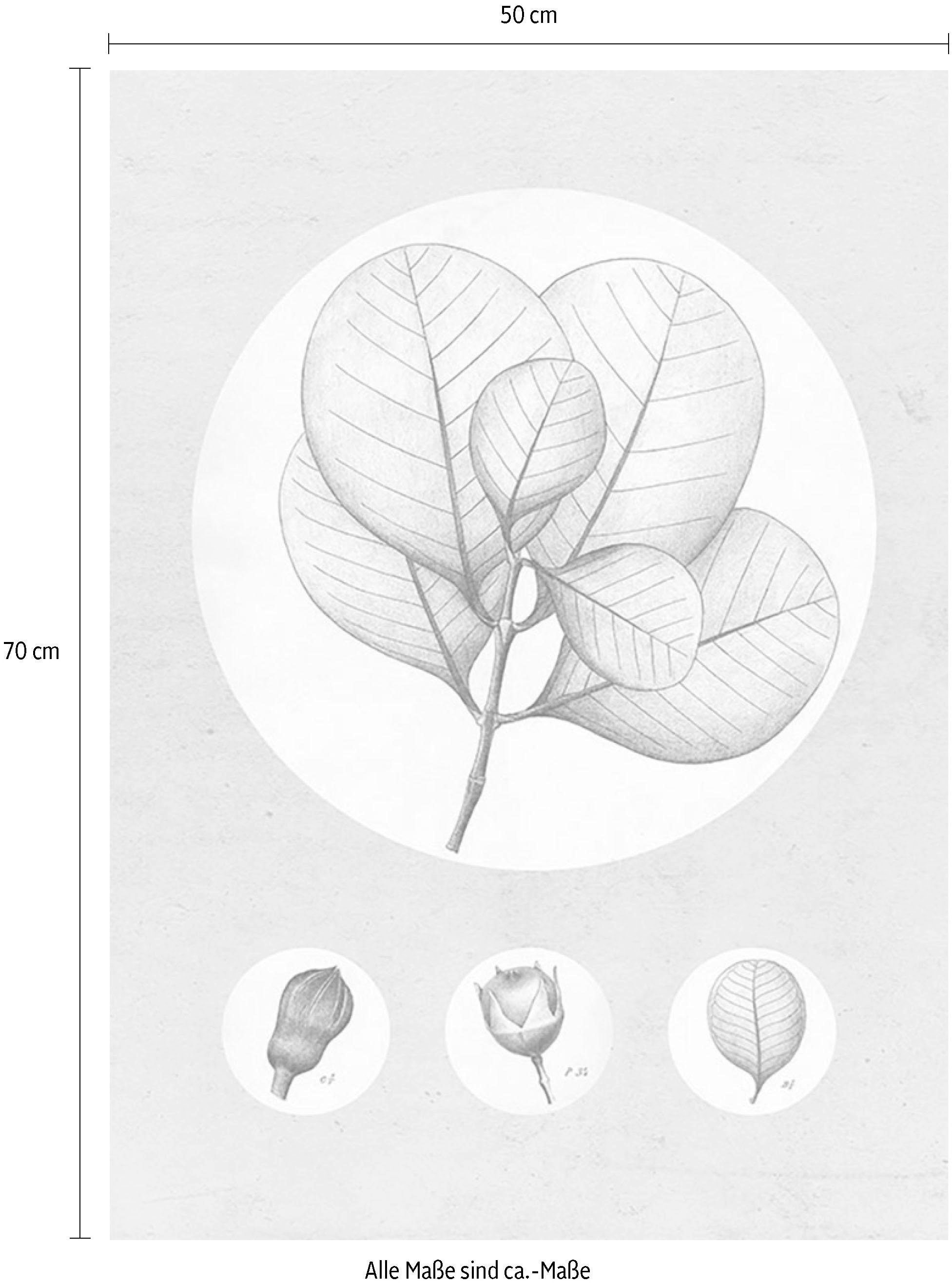 »Transparent sur Leaf«, Kinderzimmer, Komar Wohnzimmer Pflanzen-Blätter, Poster (1 St.), Schlafzimmer, Trouver