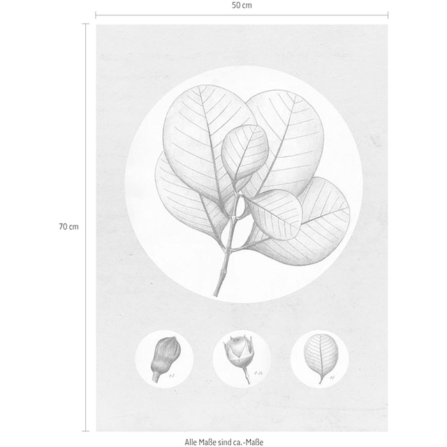 Komar Poster »Transparent Leaf«, Pflanzen-Blätter, (1 St.), Kinderzimmer,  Schlafzimmer, Wohnzimmer Trouver sur