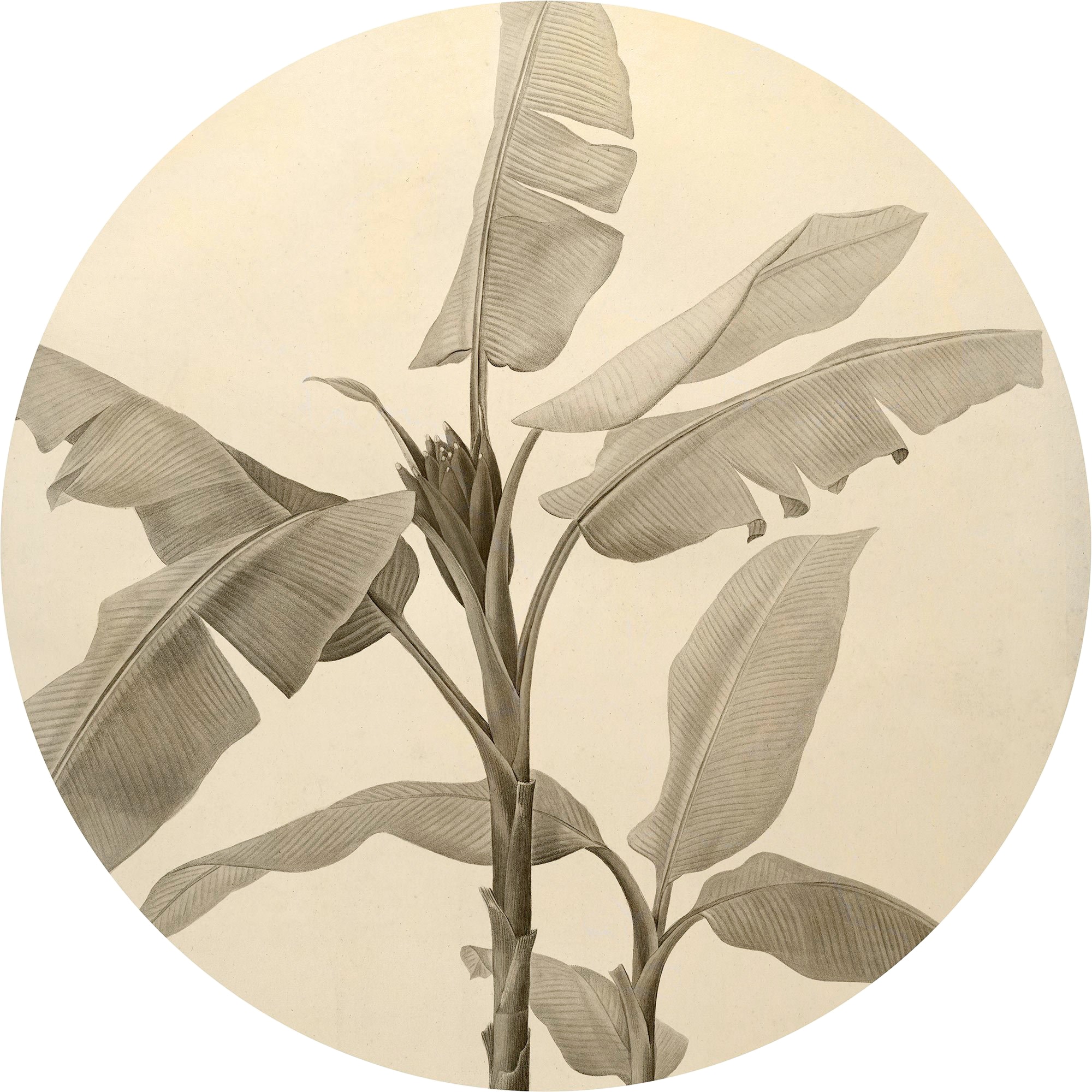 Image of Komar Fototapete "Vlies selbstklebend - Banana Plant - Grösse 125 x 125 cm" bedruckt glatt Wohnzimmer, Schlafzimmer