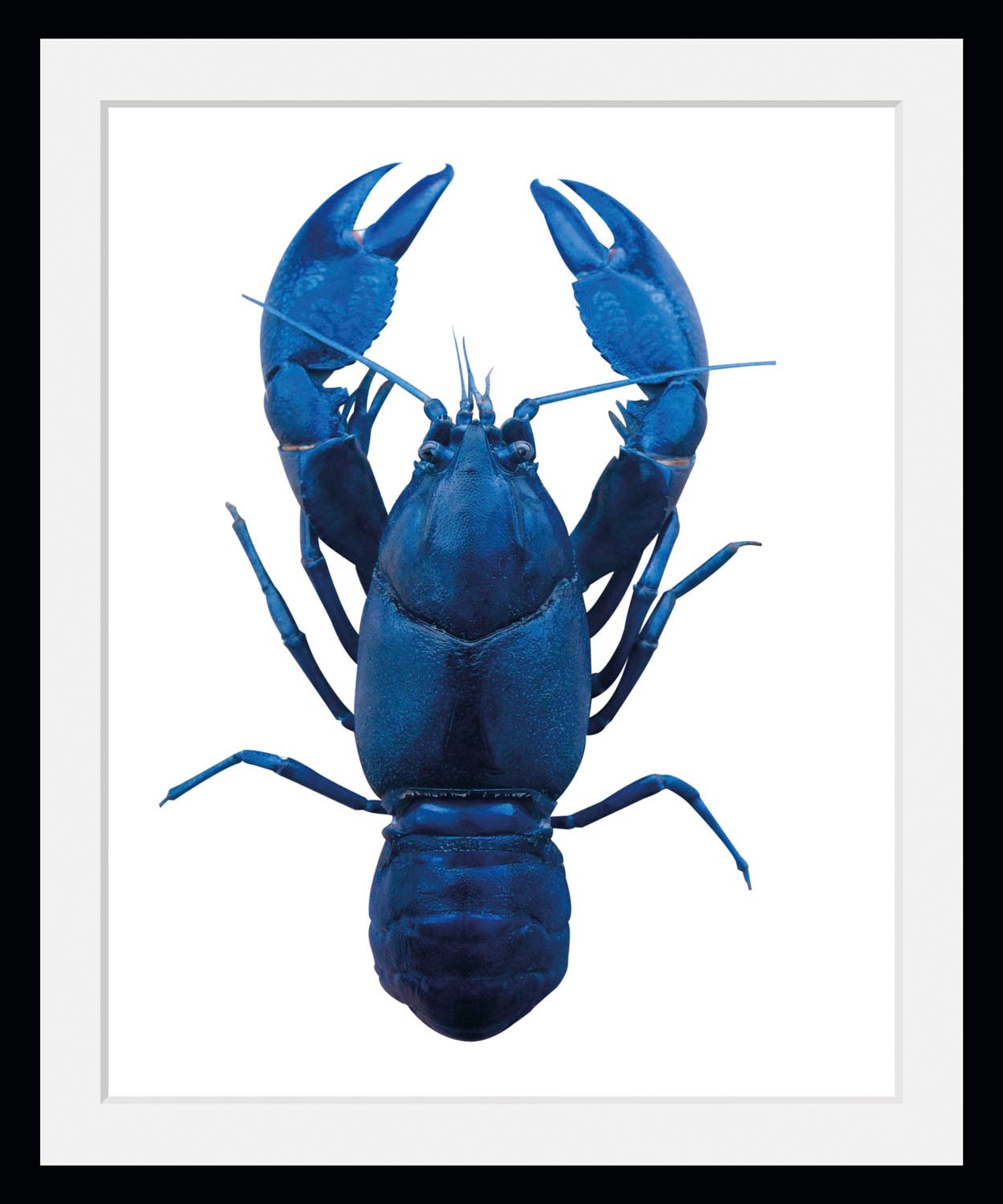 queence Bild »Uschi«, Meer-Wassertiere-Kunst, (1 St.), HD Premium Poster-Druck inkl. Holzrahmen