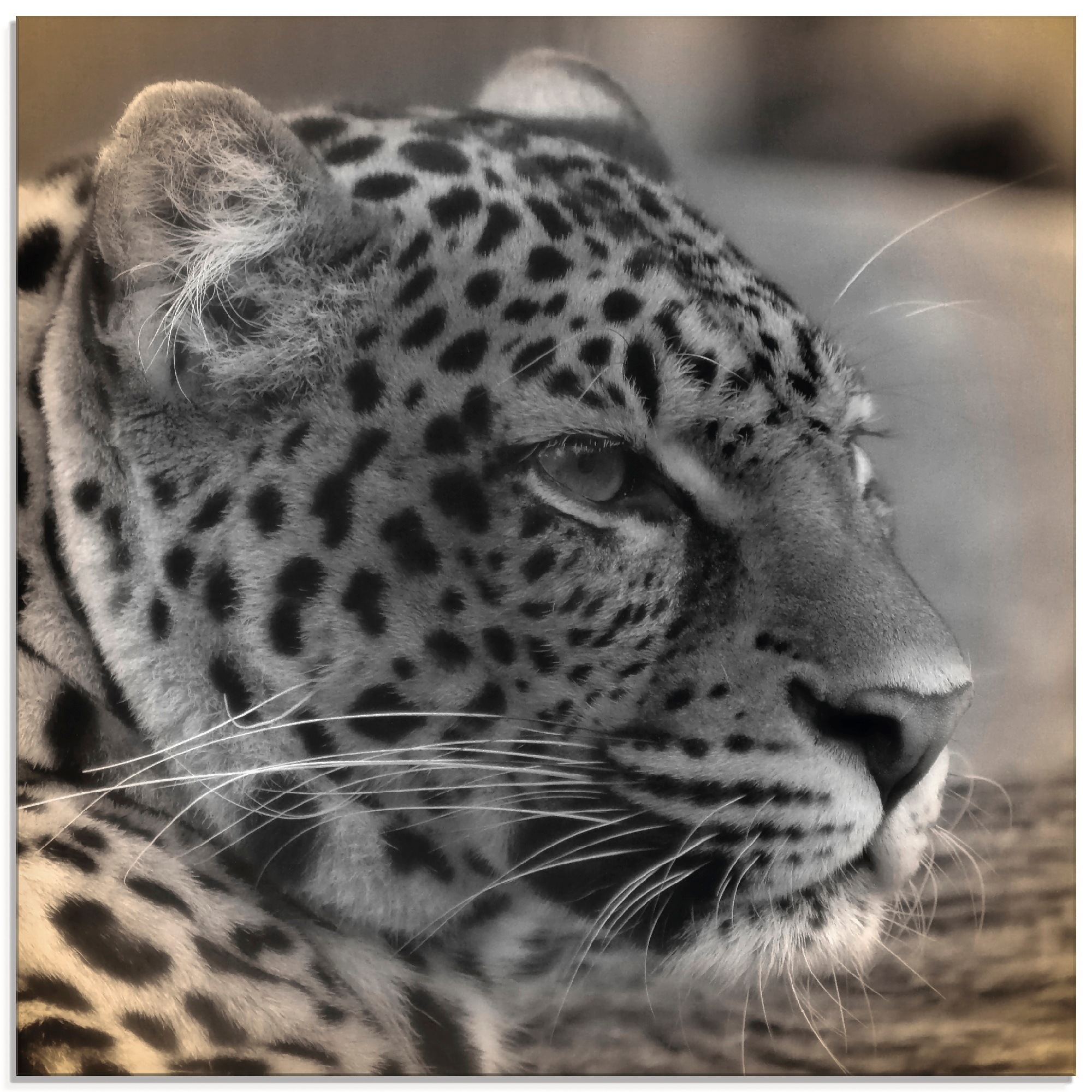 Image of Artland Glasbild »Leopard Profil«, Wildtiere, (1 St.) bei Ackermann Versand Schweiz