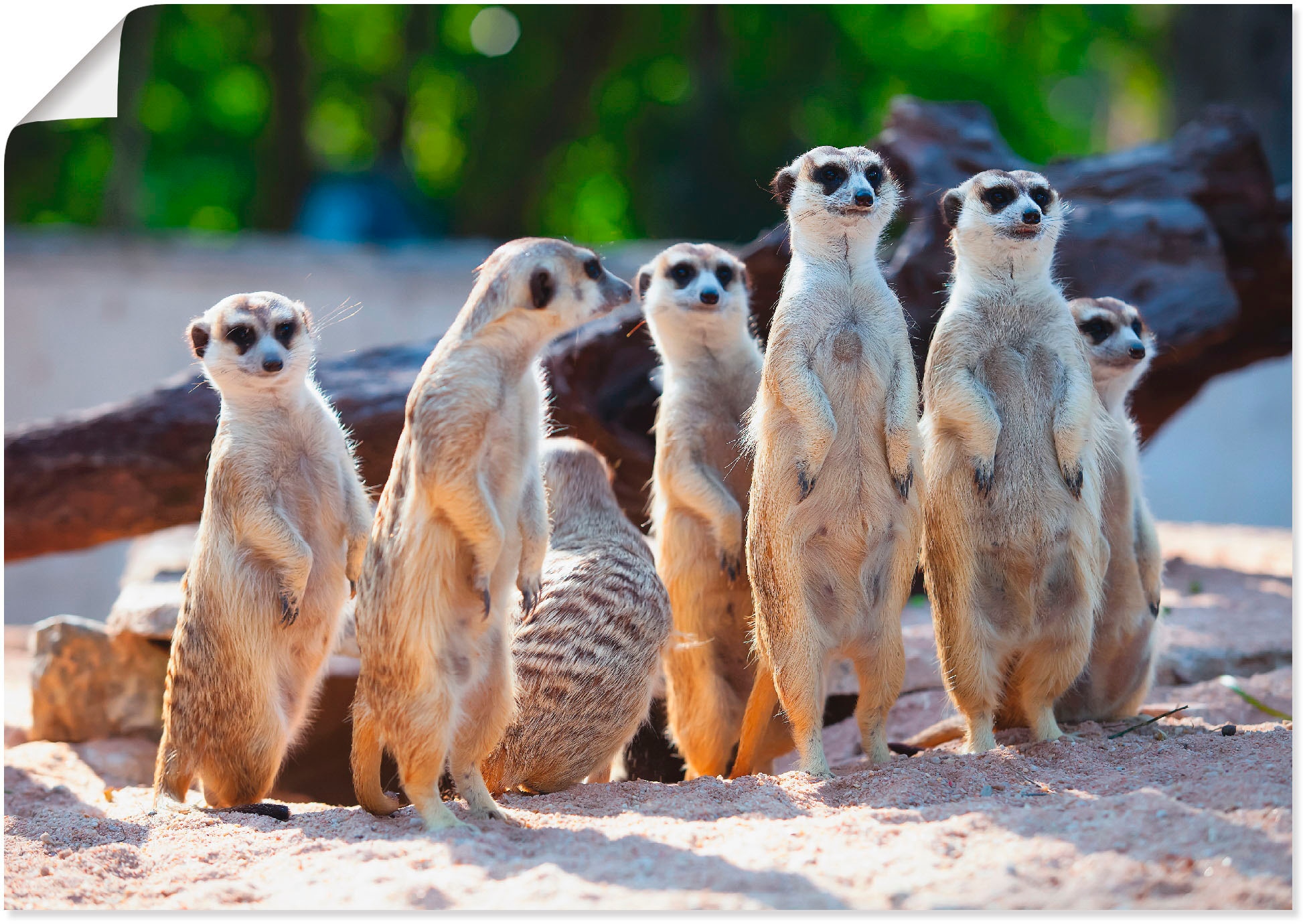 Image of Artland Poster "Erdmännchenfamilie" Wildtiere 1 Stk. tlg. ohne Rahmen