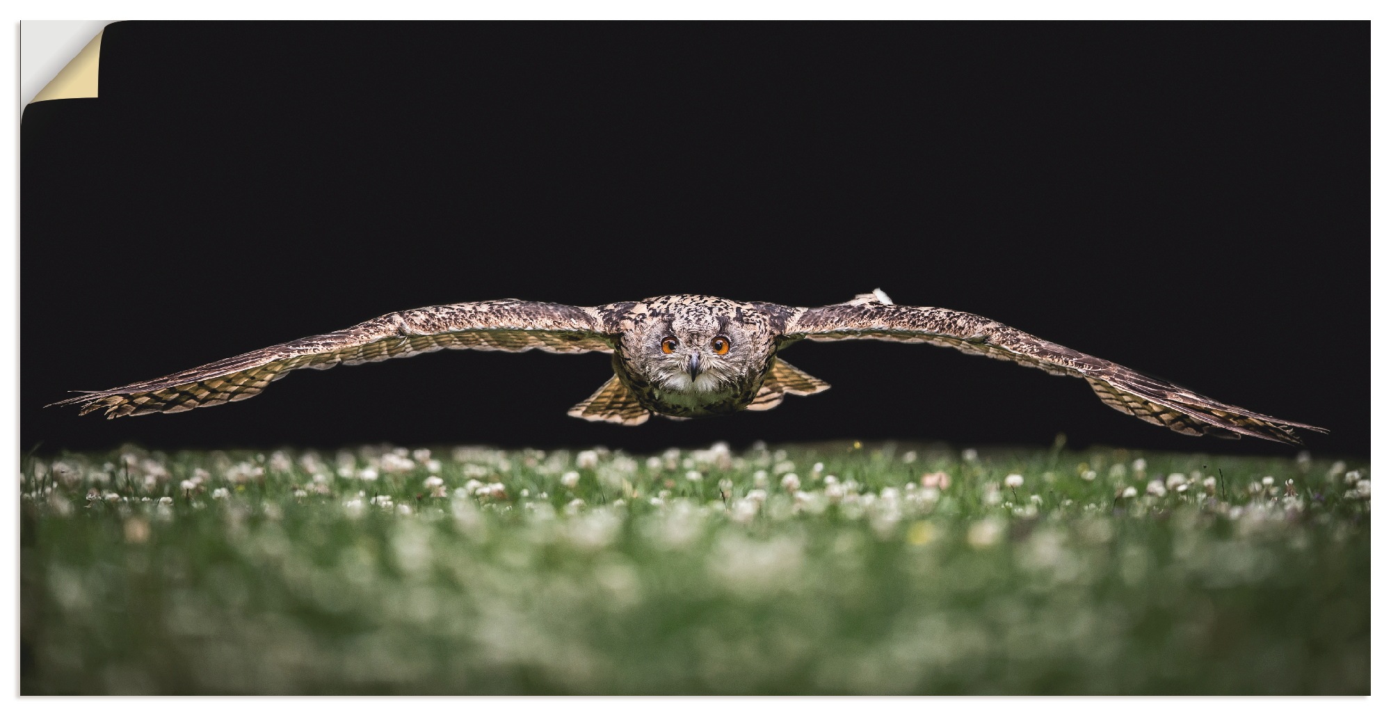Image of Artland Wandbild »Der Uhu«, Vögel, (1 St.), in vielen Grössen & Produktarten - Alubild / Outdoorbild für den Aussenbereich, Leinwandbild, Poster, Wandaufkleber / Wandtattoo auch für Badezimmer geeignet bei Ackermann Versand Schweiz